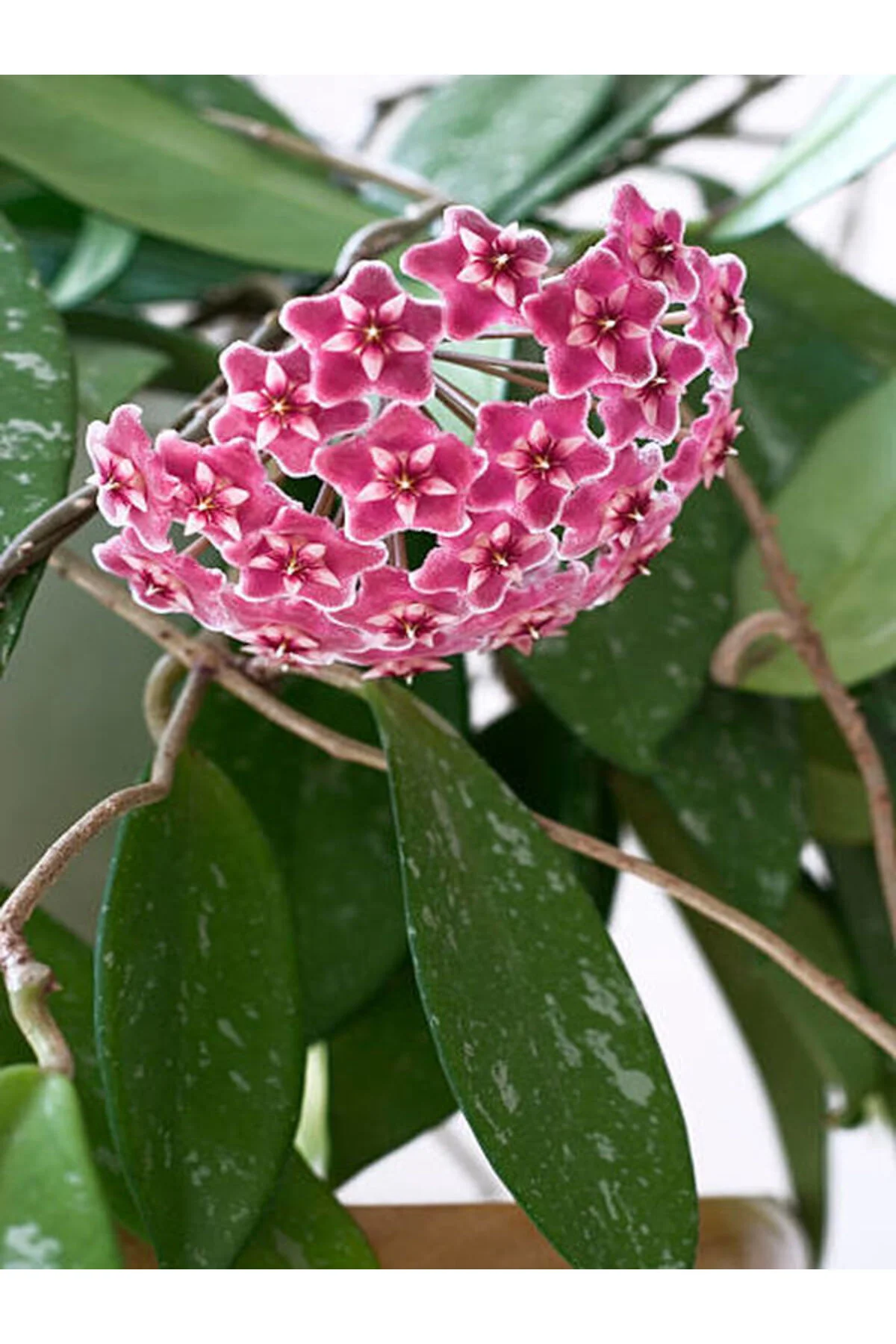 Çok Avantajlı Kokulu Pembe Mum Çiçeği Sarmaşık 1 Adet Saksılı 10-20cm Iç-dış Mekan Bitkisi Çok Avantajlı Kokulu Pembe Mum Çiçeği Sarmaşık 1 Adet Saksılı 10-20cm Iç-dış Mekan Bitkisi