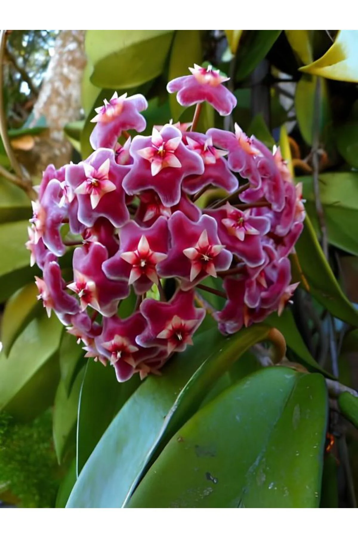 Çok Avantajlı Kokulu Pembe Mum Çiçeği Sarmaşık 1 Adet Saksılı 10-20cm Iç-dış Mekan Bitkisi Çok Avantajlı Kokulu Pembe Mum Çiçeği Sarmaşık 1 Adet Saksılı 10-20cm Iç-dış Mekan Bitkisi