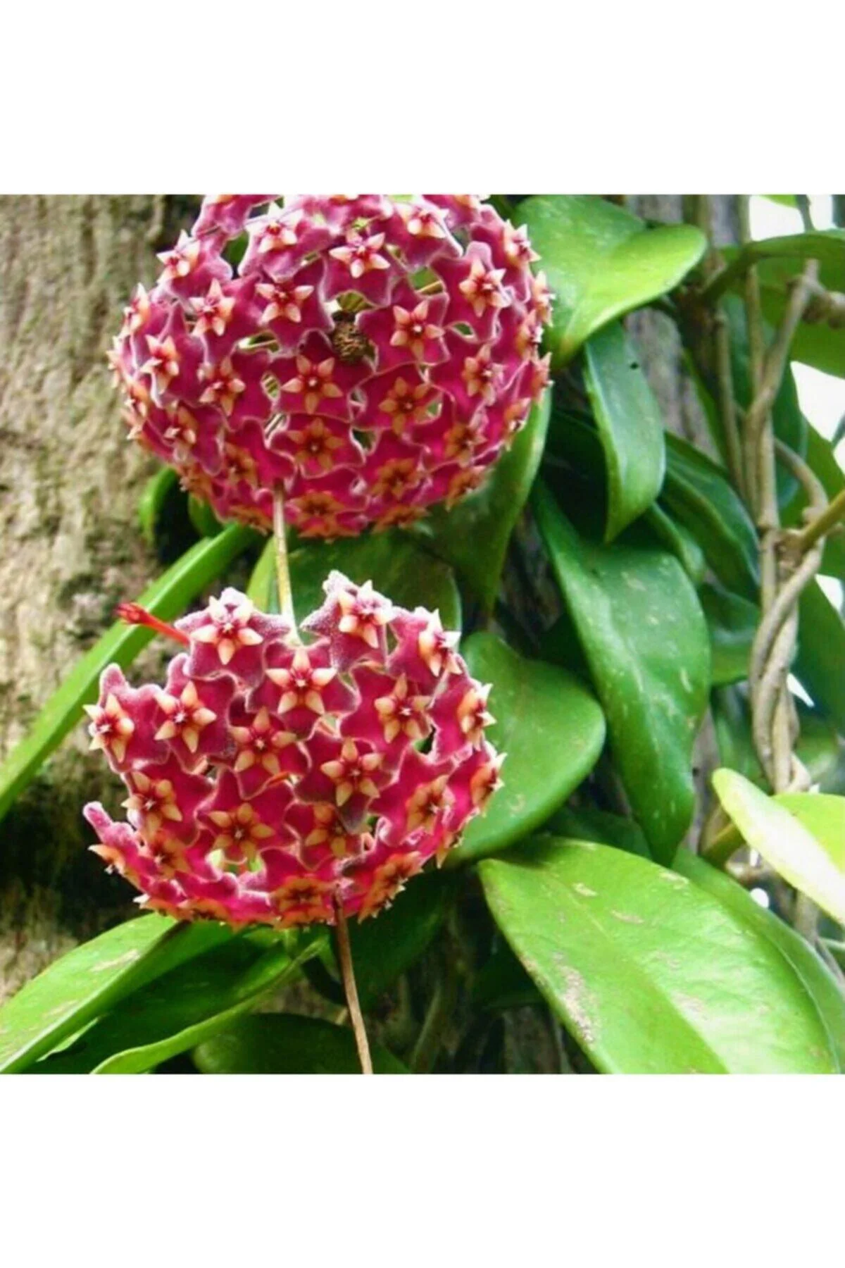 Çok Avantajlı Kokulu Pembe Mum Çiçeği Sarmaşık 1 Adet Saksılı 10-20cm Iç-dış Mekan Bitkisi Çok Avantajlı Kokulu Pembe Mum Çiçeği Sarmaşık 1 Adet Saksılı 10-20cm Iç-dış Mekan Bitkisi