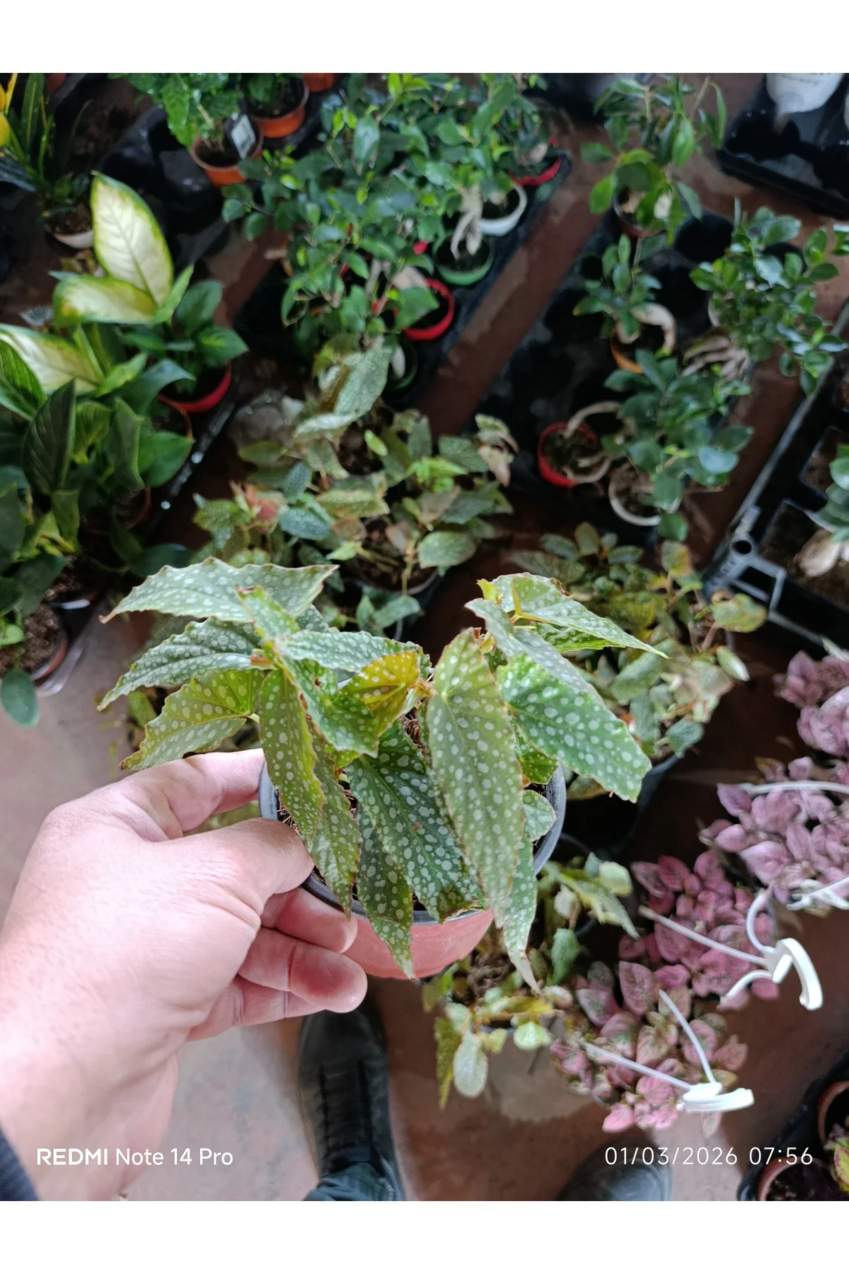 Çok Köklü Nadir Begonia Maculata Çilli Begonya - Özel Puantiyeli 
