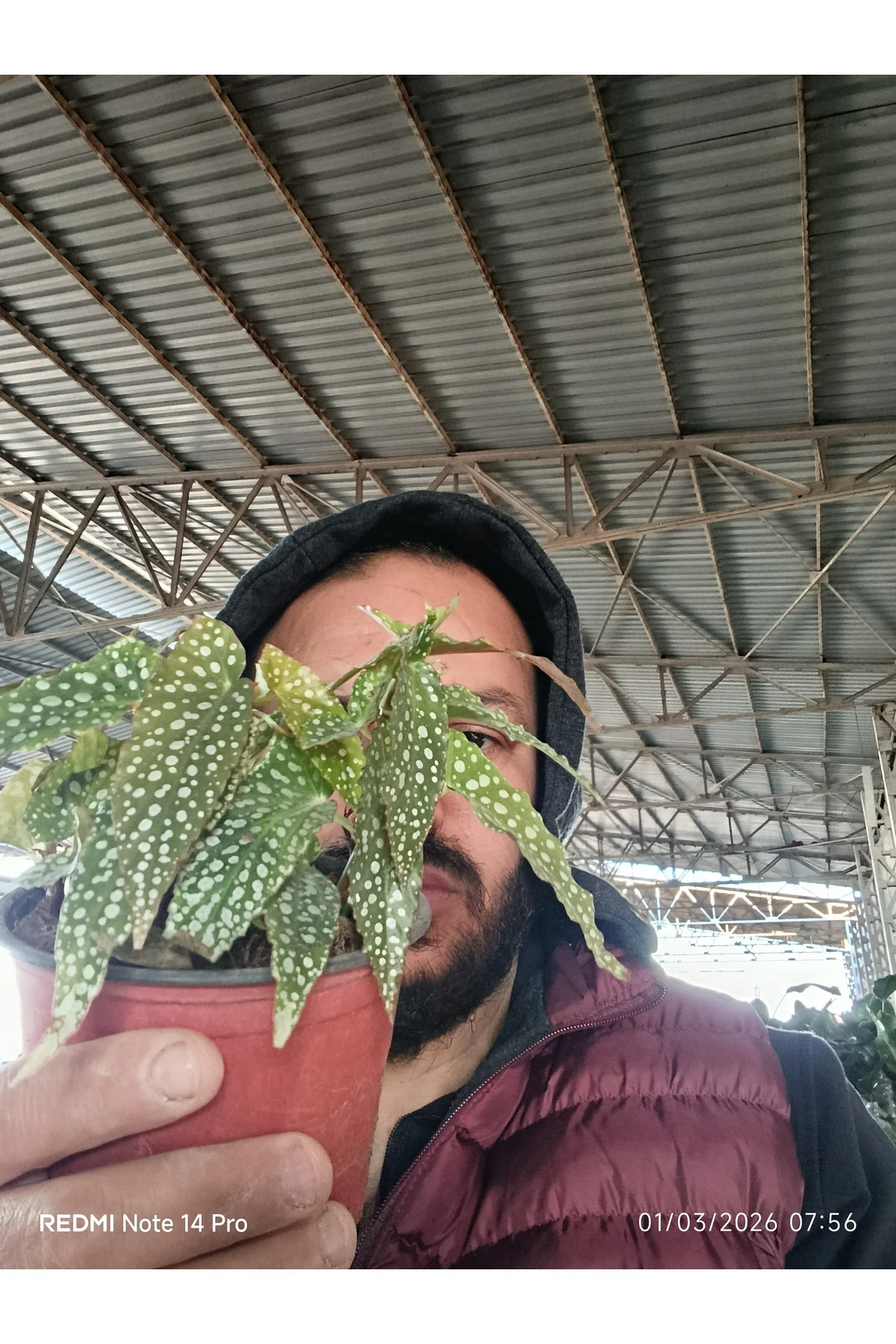 Çok Köklü Nadir Begonia Maculata Çilli Begonya - Özel Puantiyeli 