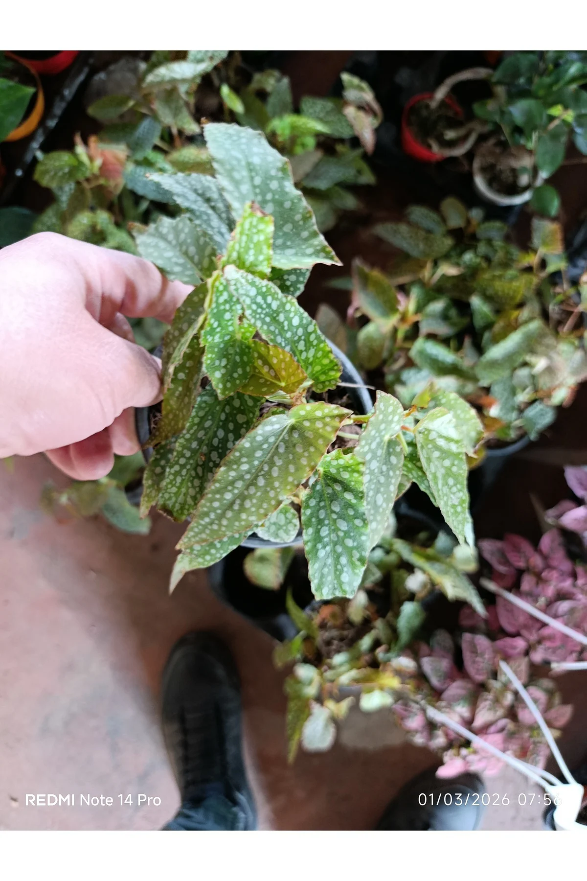 Çok Köklü Nadir Begonia Maculata Çilli Begonya - Özel Puantiyeli 