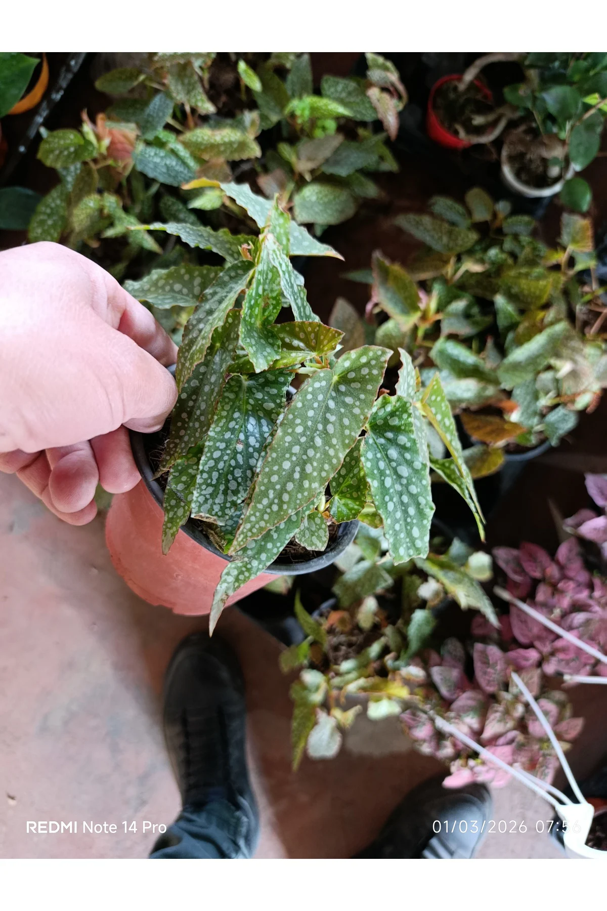 Çok Köklü Nadir Begonia Maculata Çilli Begonya - Özel Puantiyeli 
