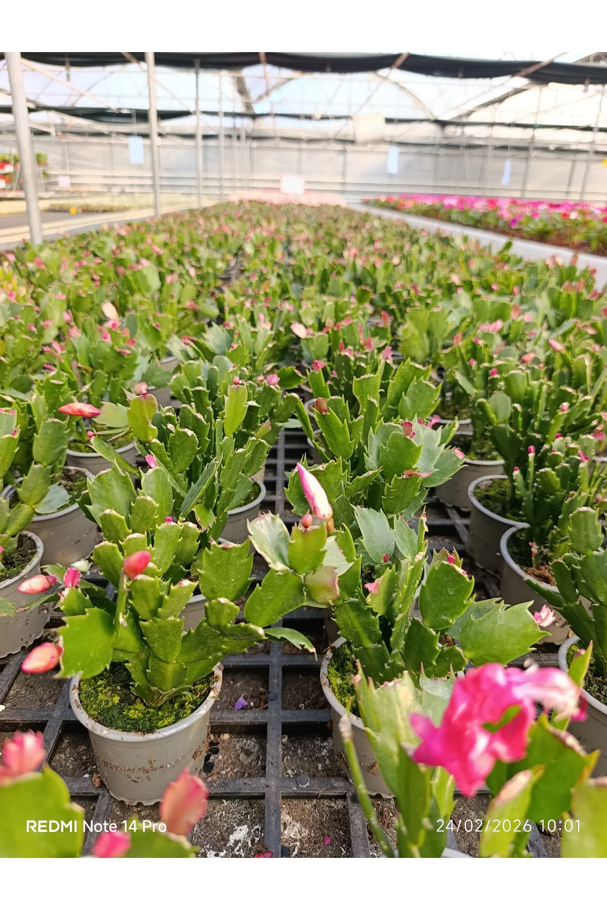 Çok Köklü Yılbaşı Çiçeği Canlı – Pembe Çiçekli Schlumbergera, Dek