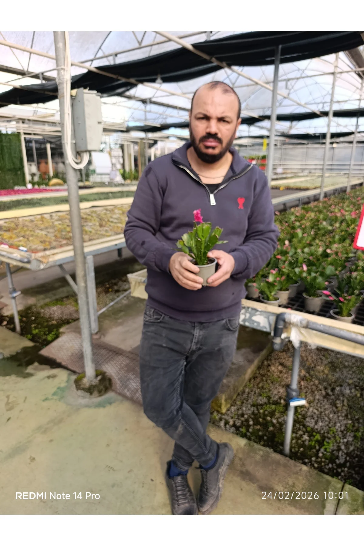 Çok Köklü Yılbaşı Çiçeği Canlı – Pembe Çiçekli Schlumbergera, Dek