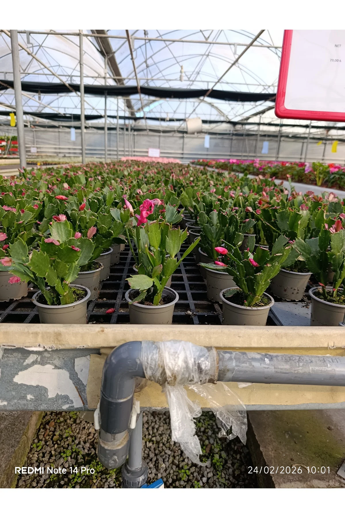 Çok Köklü Yılbaşı Çiçeği Canlı – Pembe Çiçekli Schlumbergera, Dek