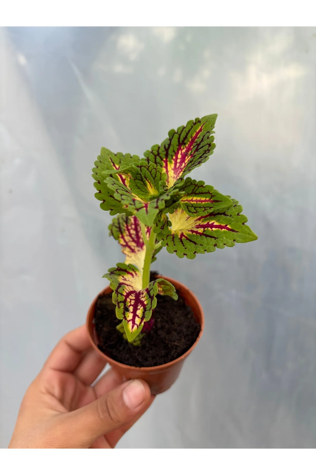 Coleus Yaprak Güzeli 5,5lik Saksıda kırmızı alacalı - Görsel 2