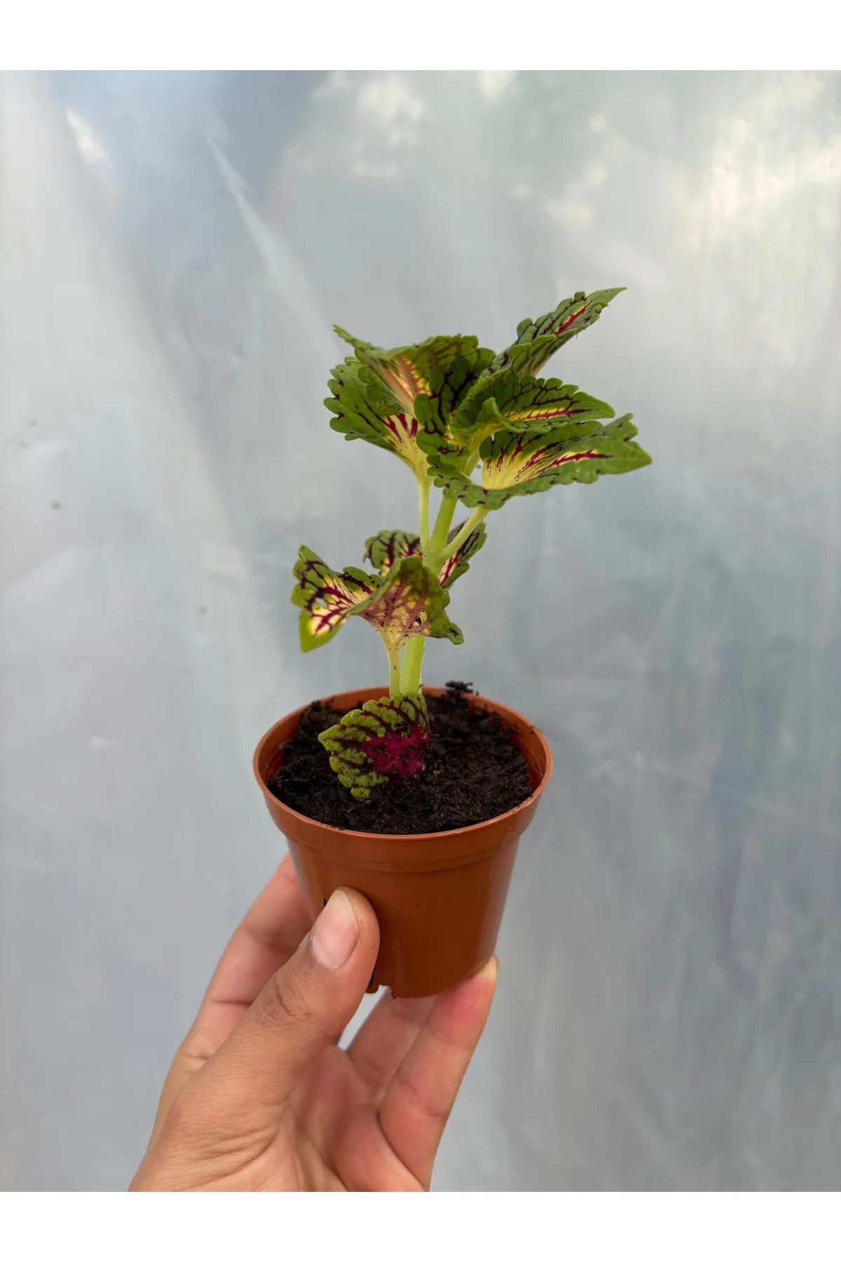 Coleus Yaprak Güzeli 5,5lik Saksıda kırmızı alacalı - Görsel 3