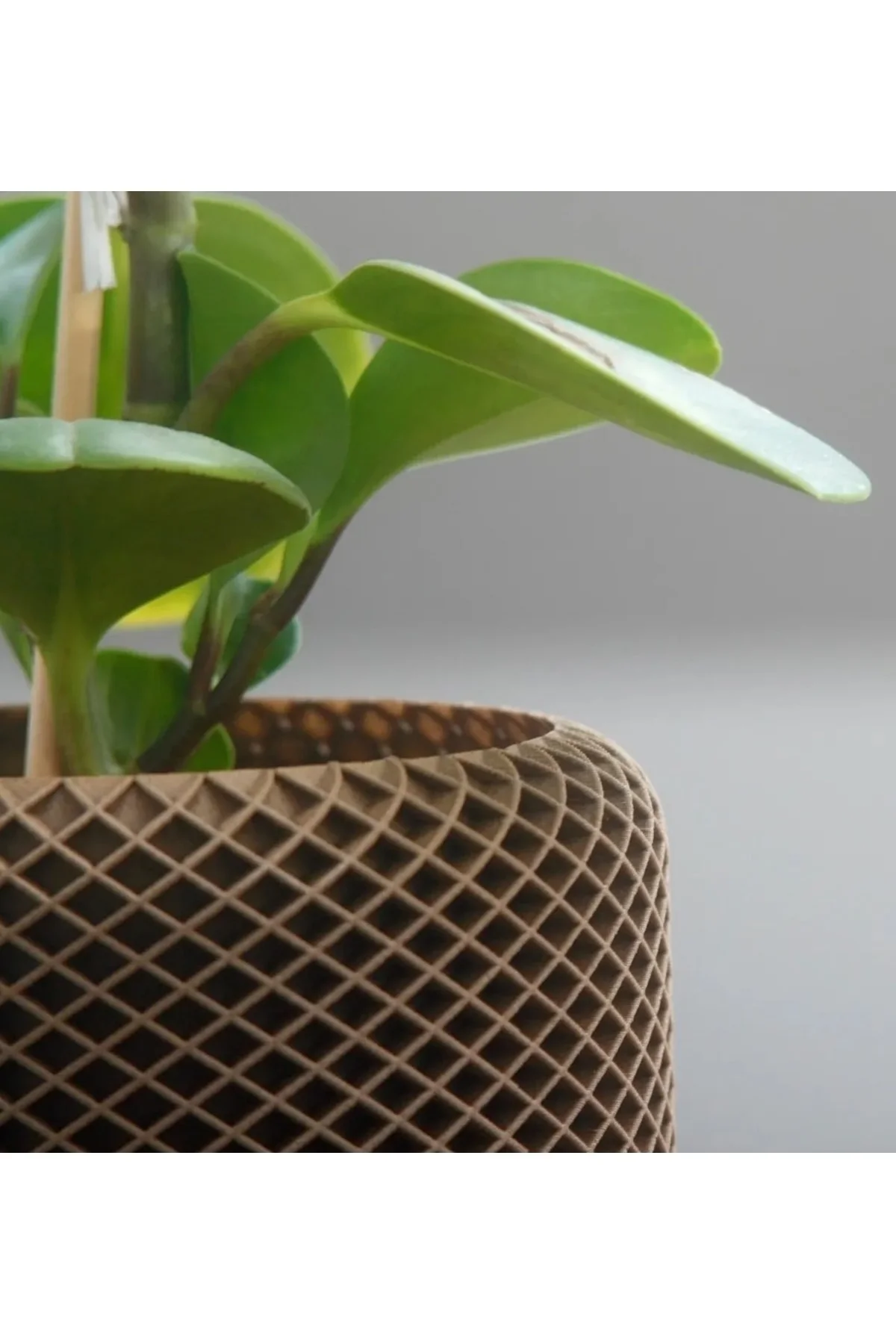 Costly Dekoratif Elegant Vazo & Saksı (PLASTİKTİR 10 CM YÜKSEKLİK 16 CM ÇAP) Fiyatı, Yorumları ve Özellikleri