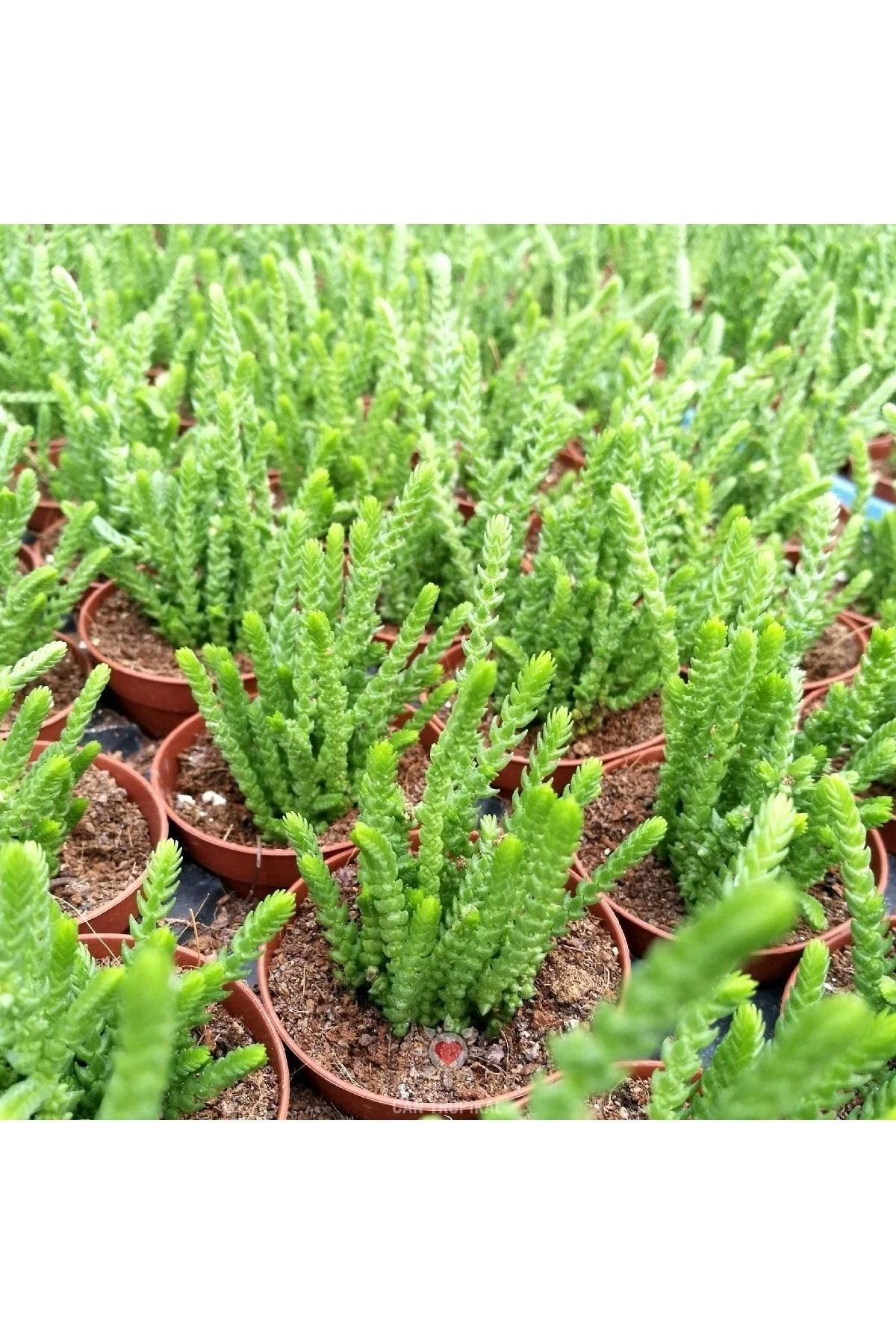 Crassula Muscosa, Çiçekleri Kokulu, Prenses Çamı, Sukulent Kaktüs