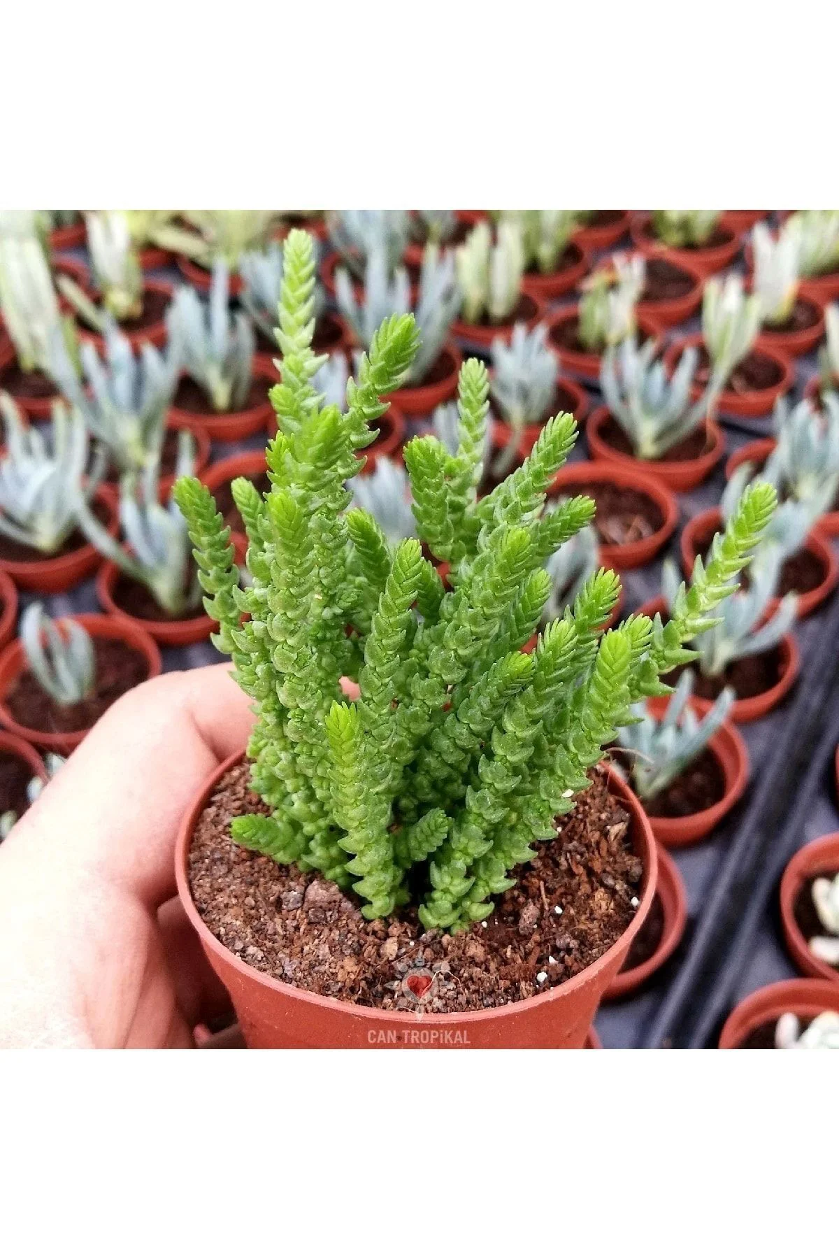Crassula Muscosa, Çiçekleri Kokulu, Prenses Çamı, Sukulent Kaktüs