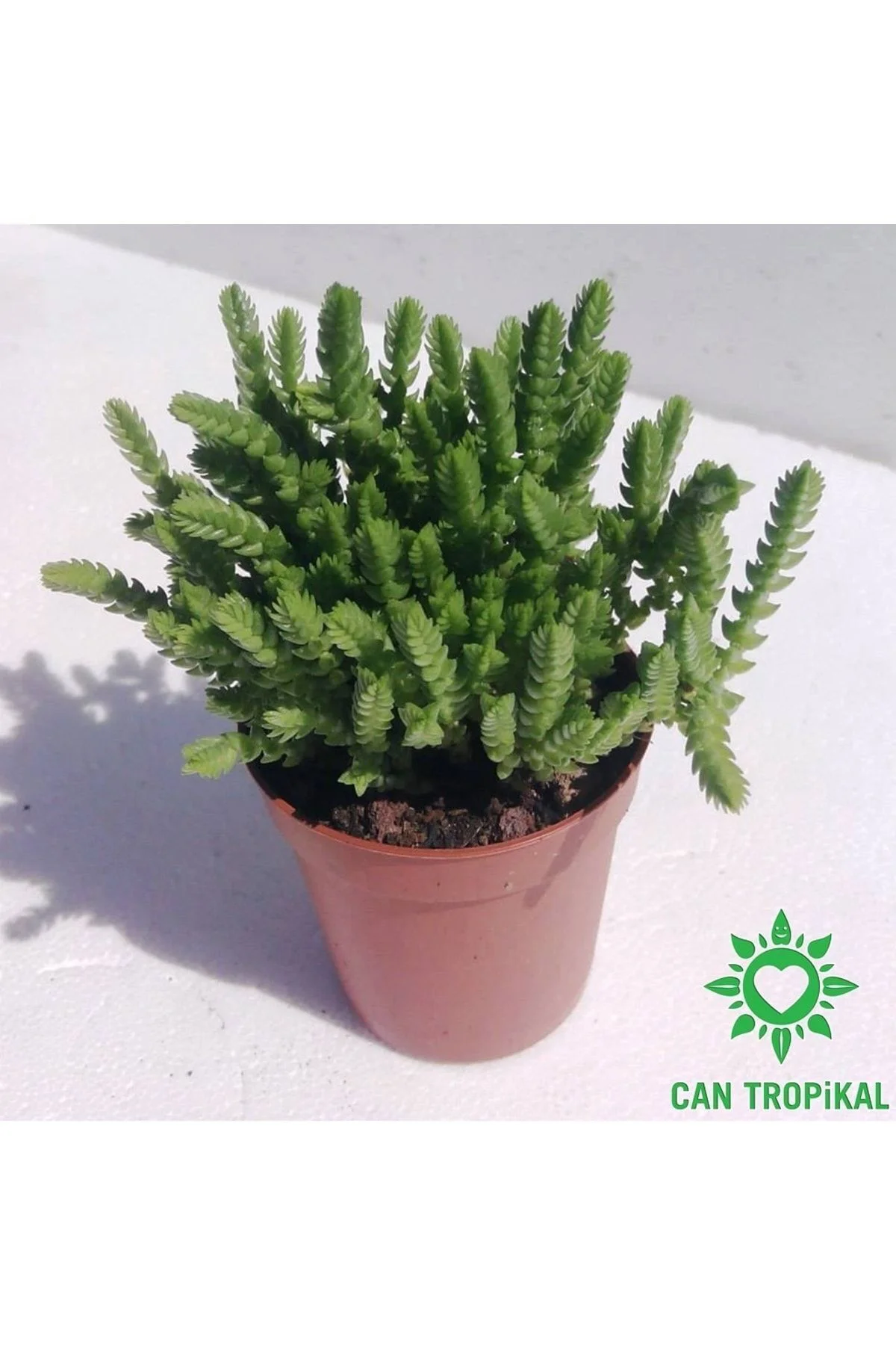 Crassula Muscosa, Çiçekleri Kokulu, Prenses Çamı, Sukulent Kaktüs