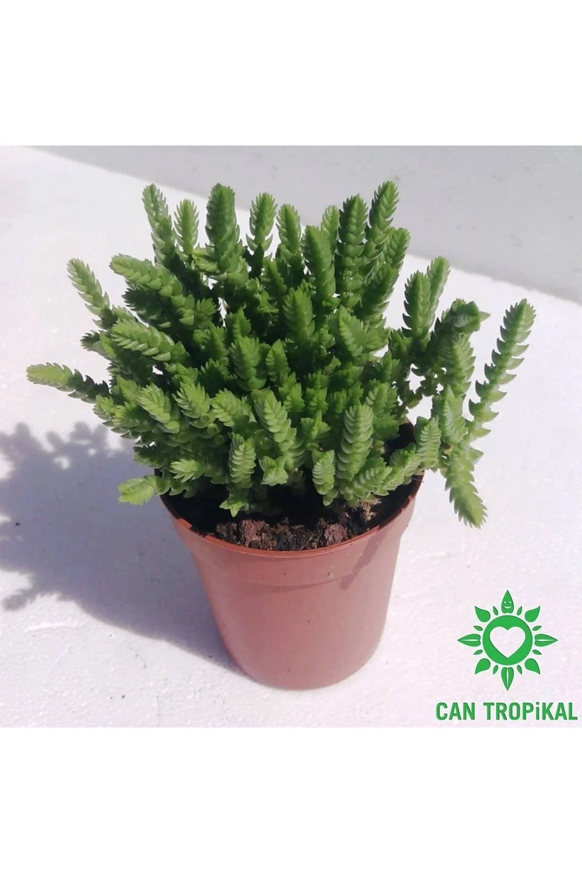 Crassula Muscosa, Çiçekleri Kokulu, Prenses Çamı, Sukulent Kaktüs Crassula Muscosa, Çiçekleri Kokulu, Prenses Çamı, Sukulent Kaktüs - Görsel 9