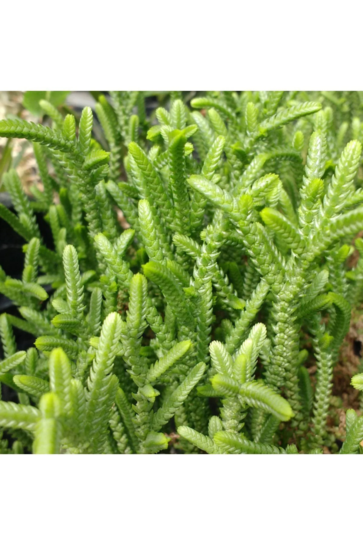 Crassula Muscosa, Çiçekleri Kokulu, Prenses Çamı, Sukulent Kaktüs Crassula Muscosa, Çiçekleri Kokulu, Prenses Çamı, Sukulent Kaktüs - Görsel 7