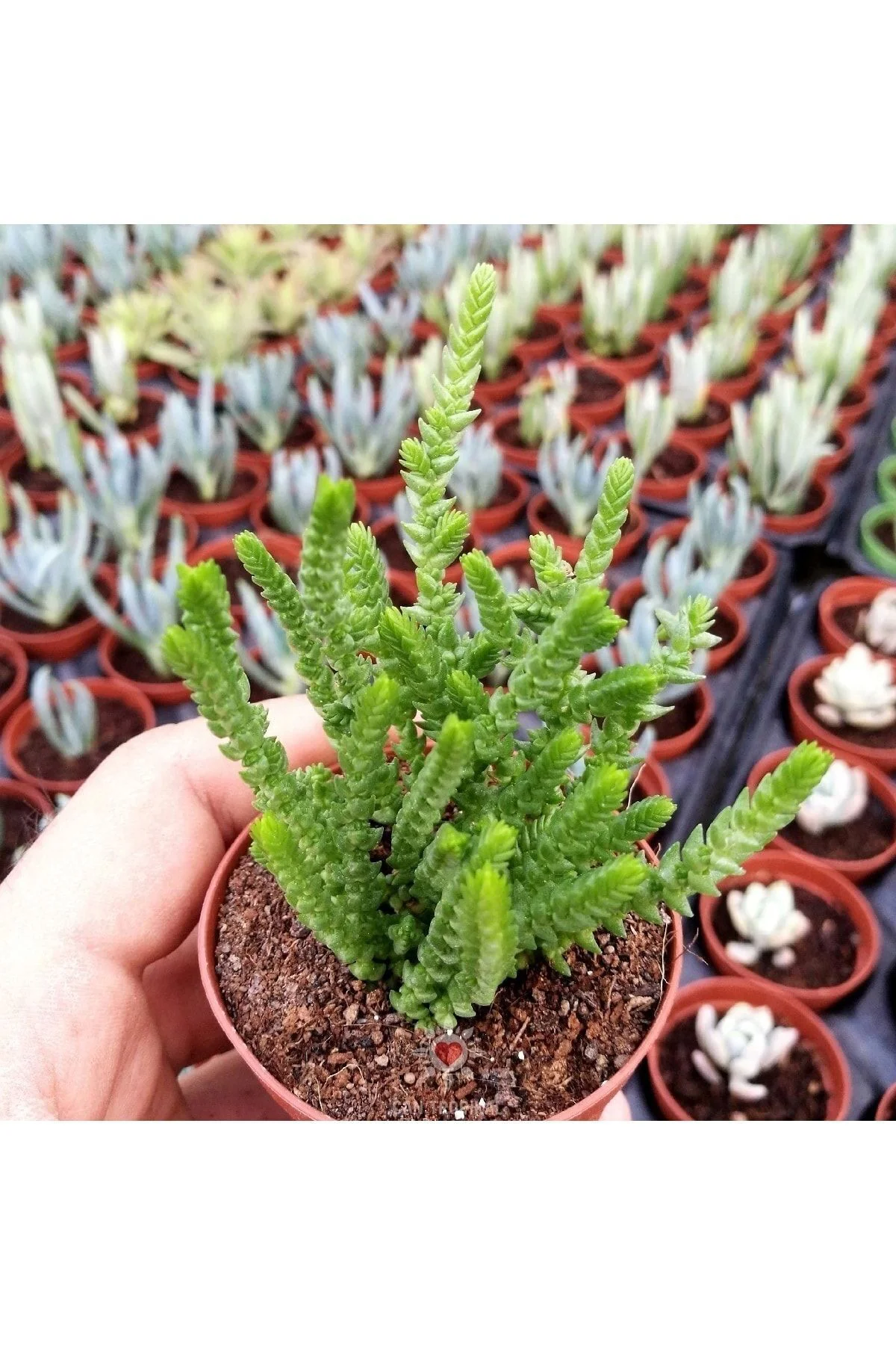 Crassula Muscosa, Çiçekleri Kokulu, Prenses Çamı, Sukulent Kaktüs Crassula Muscosa, Çiçekleri Kokulu, Prenses Çamı, Sukulent Kaktüs - Görsel 4