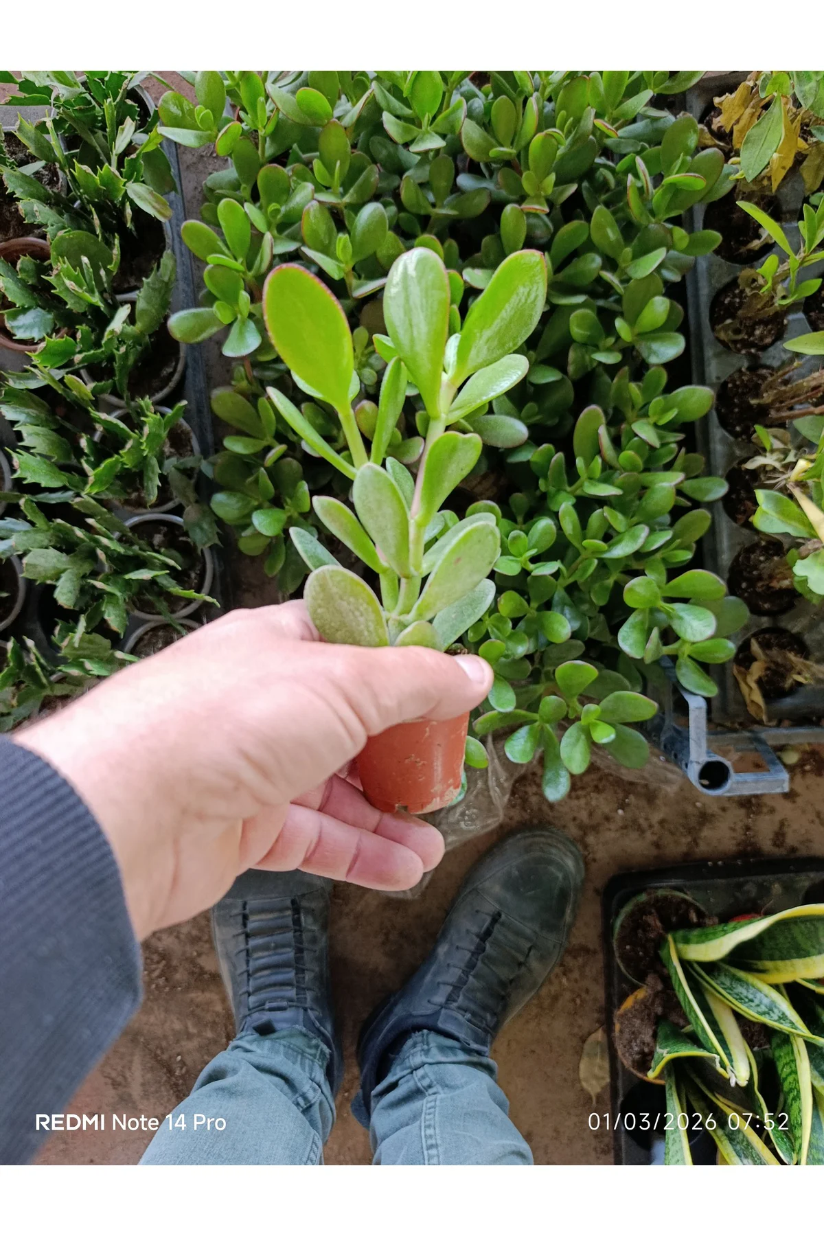 Crassula Ovata Para Ağacı - Şans ve Bereket Çiçeği - Özel Formlu 