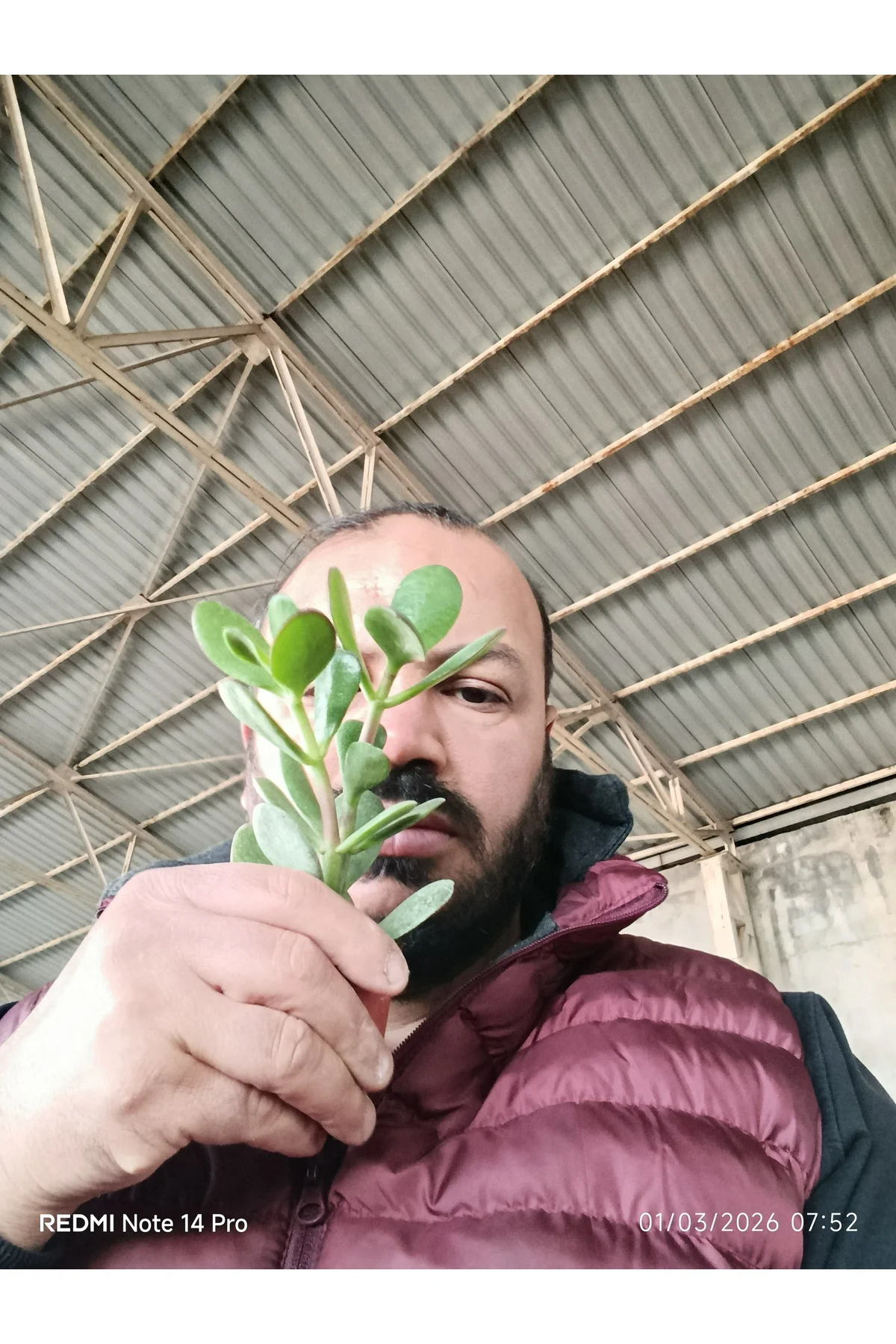Crassula Ovata Para Ağacı - Şans ve Bereket Çiçeği - Özel Formlu 