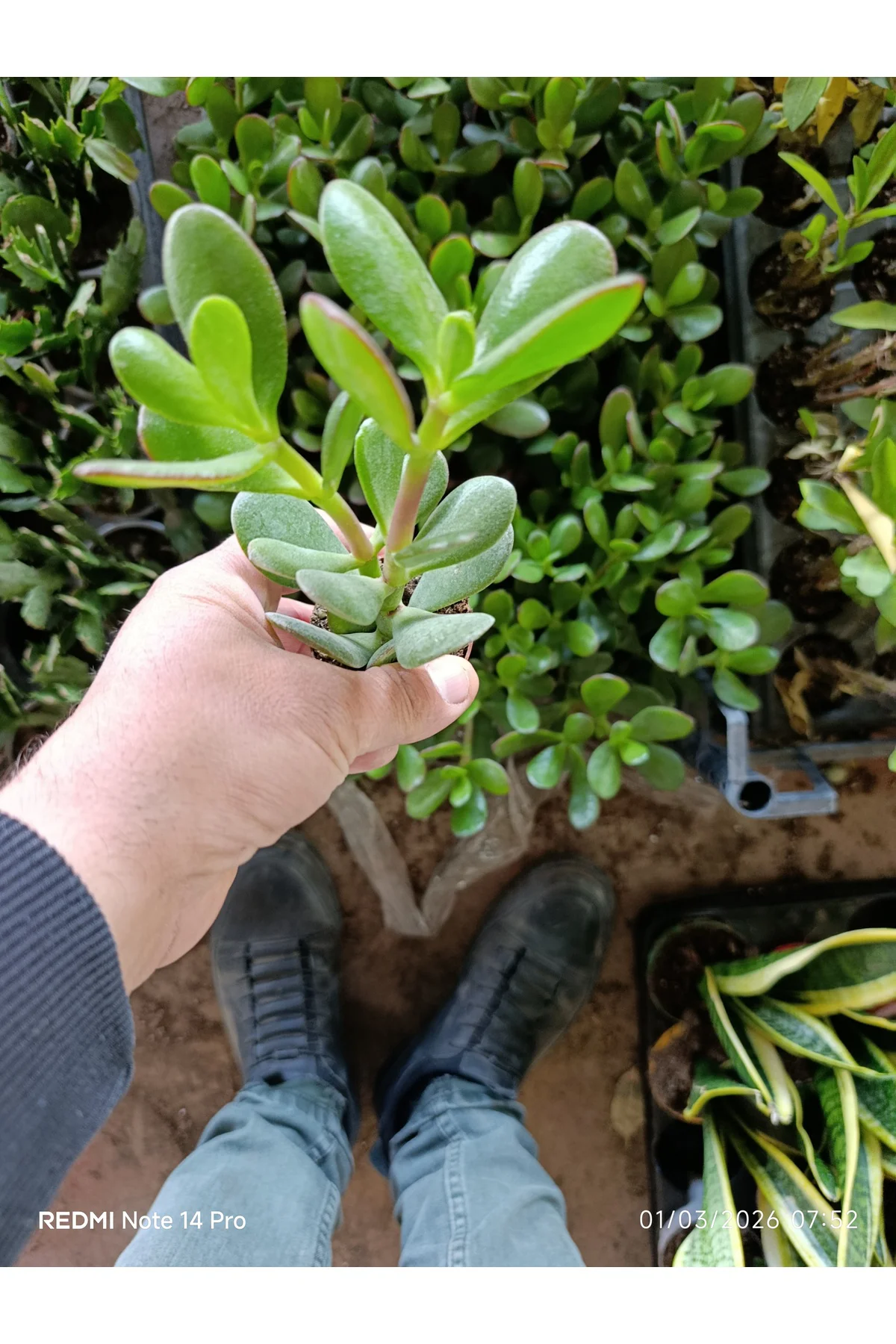 Crassula Ovata Para Ağacı - Şans ve Bereket Çiçeği - Özel Formlu 