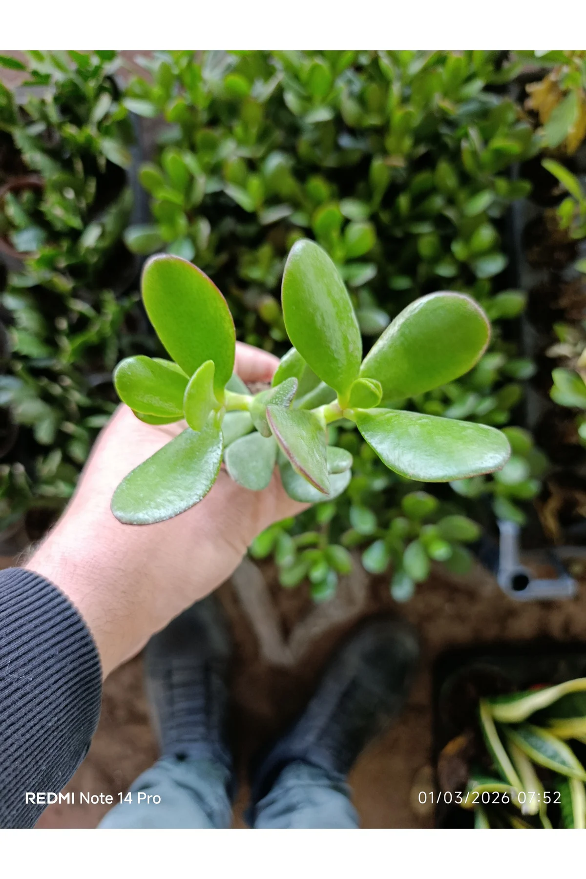 Crassula Ovata Para Ağacı - Şans ve Bereket Çiçeği - Özel Formlu 