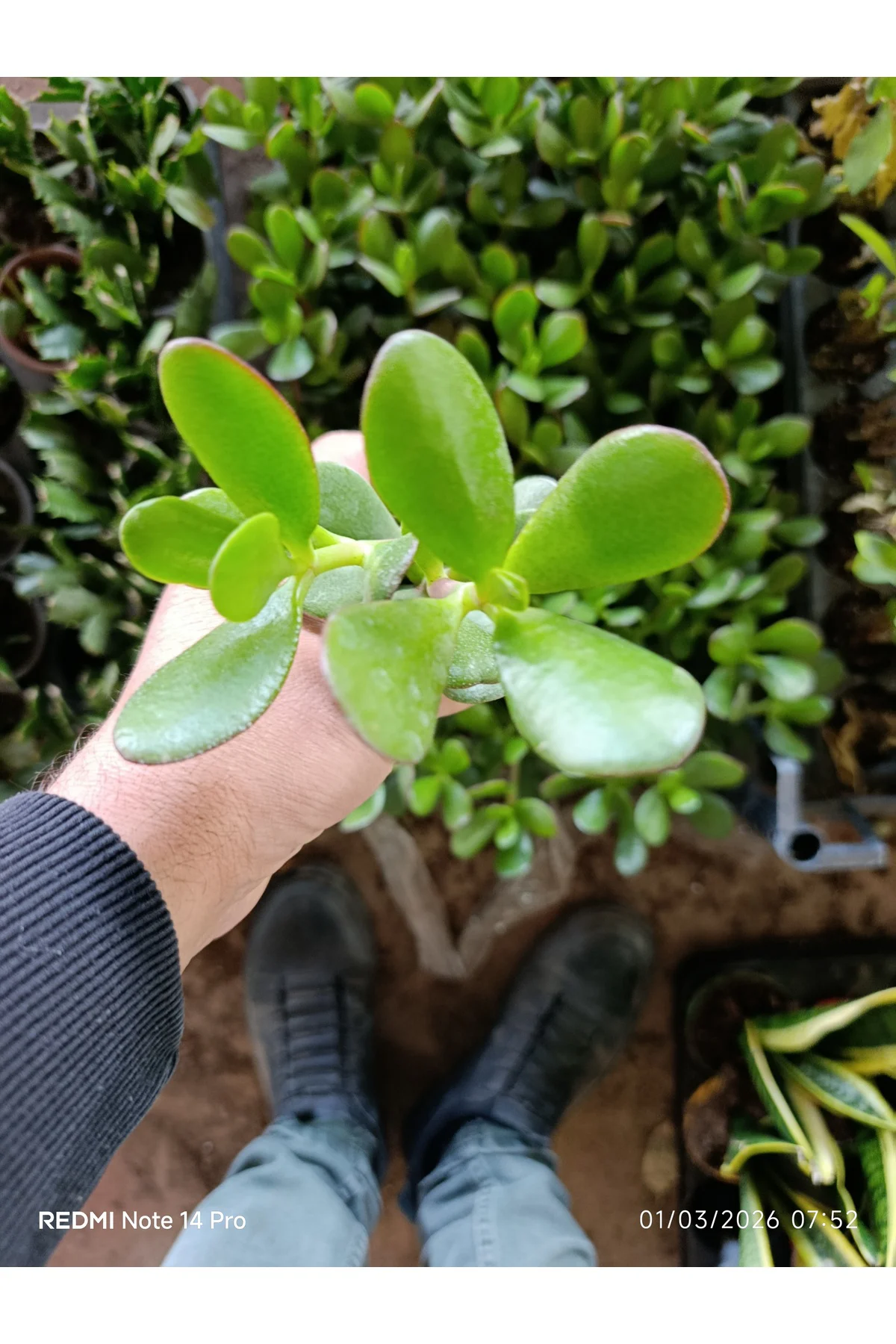 Crassula Ovata Para Ağacı - Şans ve Bereket Çiçeği - Özel Formlu 