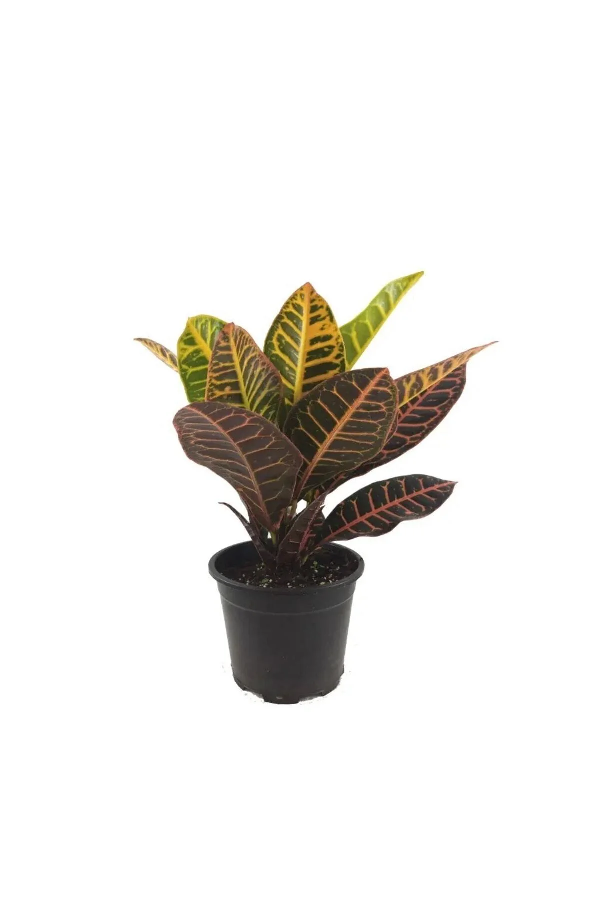 Croton Petra – 12 Cm Saksıda Croton Petra – 12 Cm Saksıda