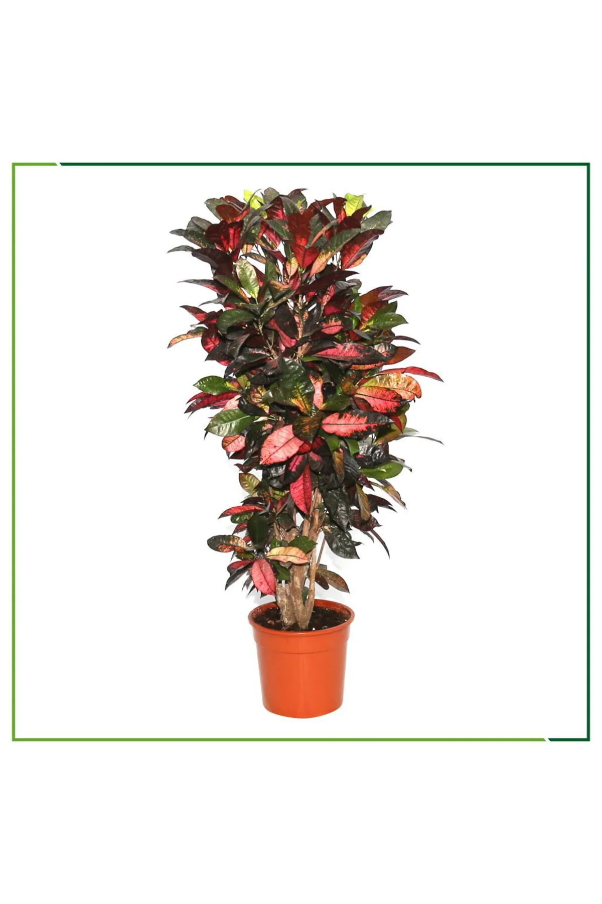 Croton Petra - 130 Cm Boyunda