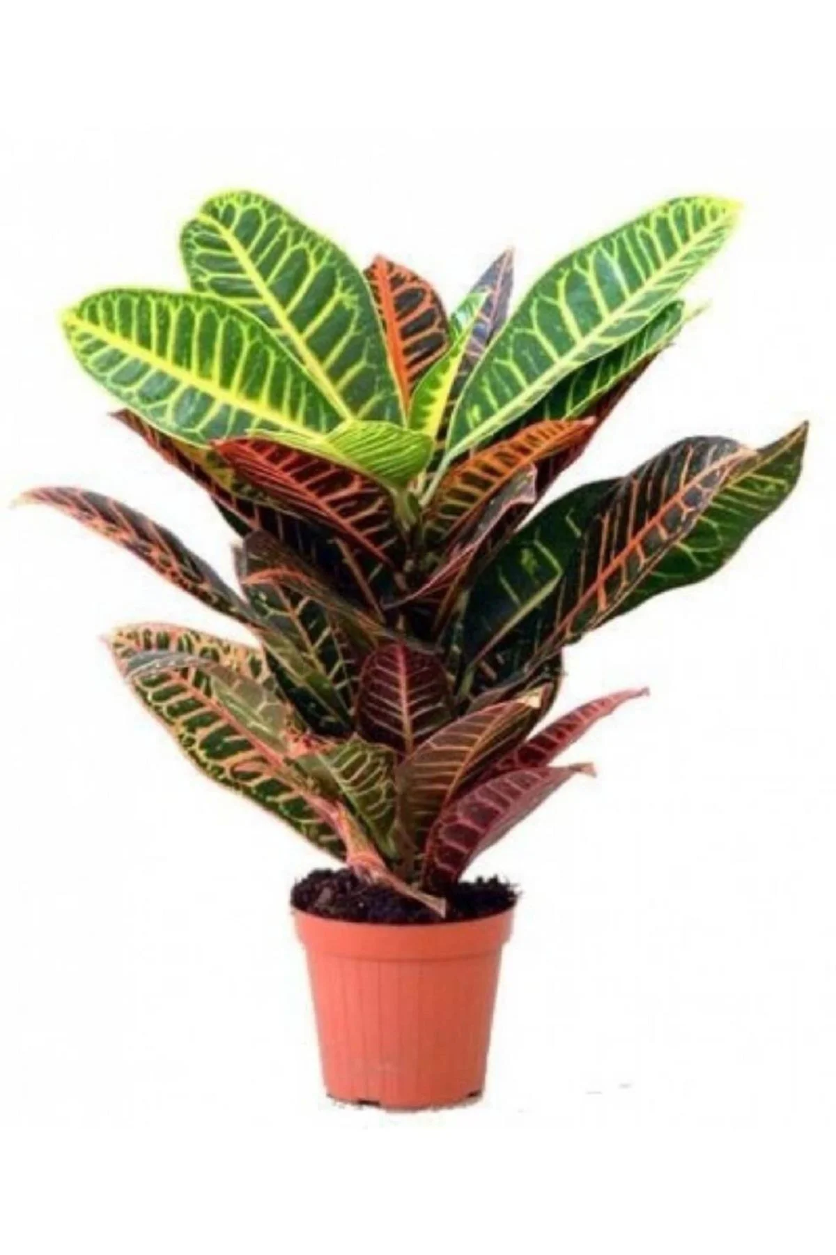 Croton Petra Kroton 17 Cm Saksıda 60 Cm Ev Bitkisi Ofis Bitki Croton Petra Kroton 17 Cm Saksıda 60 Cm Ev Bitkisi Ofis Bitki