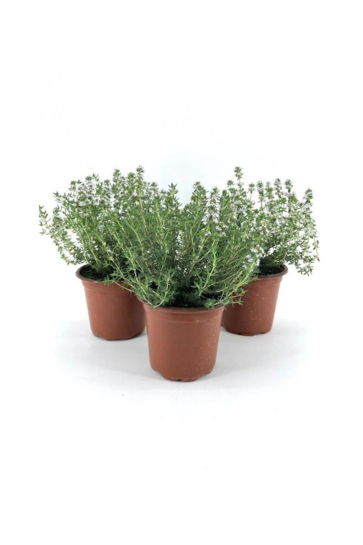 Dağ Bahçe Kekiği Fidanı 10-20 Cm 5 Adet Thymus Vulgaris
