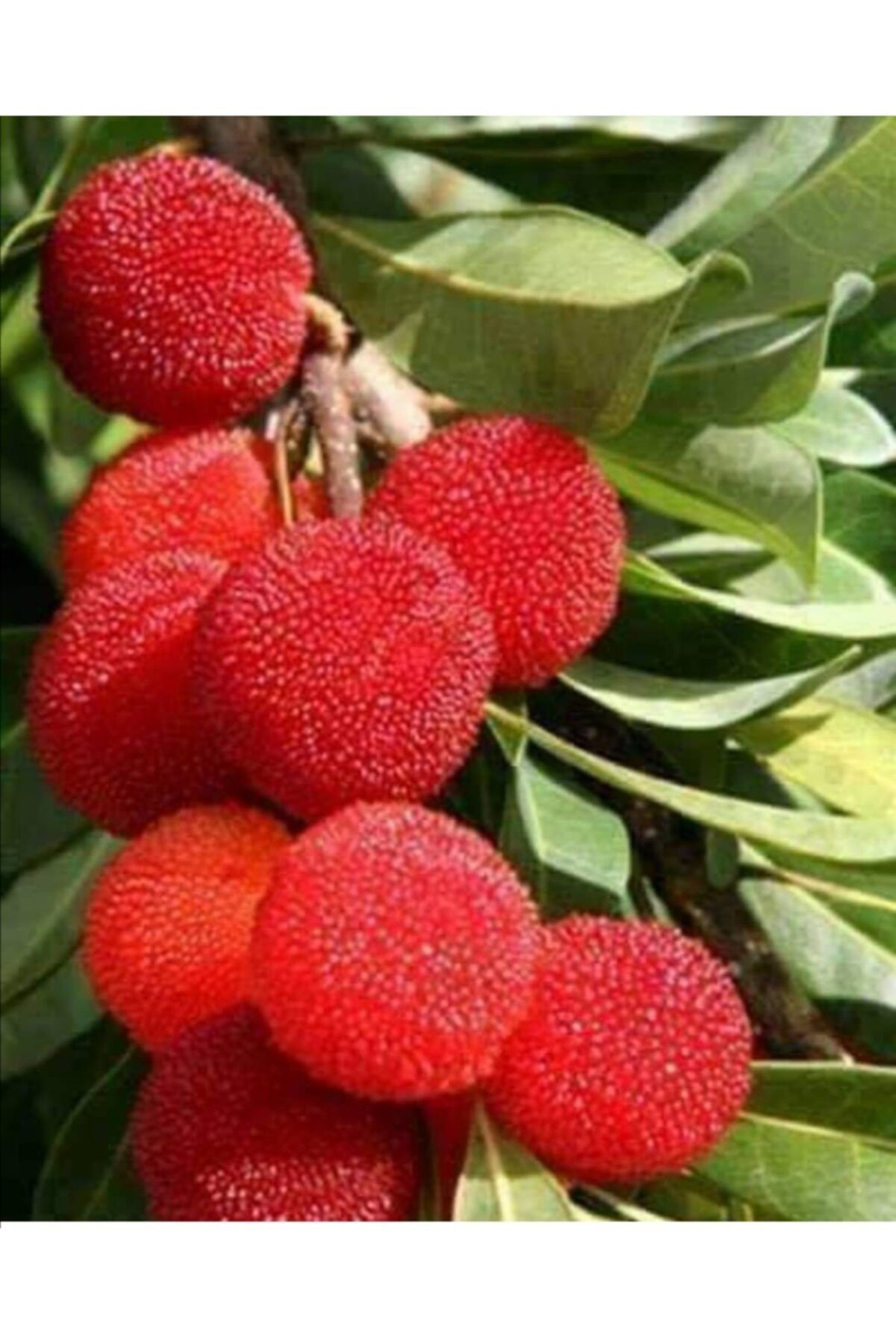 Dağ Çileği 80 150 cm