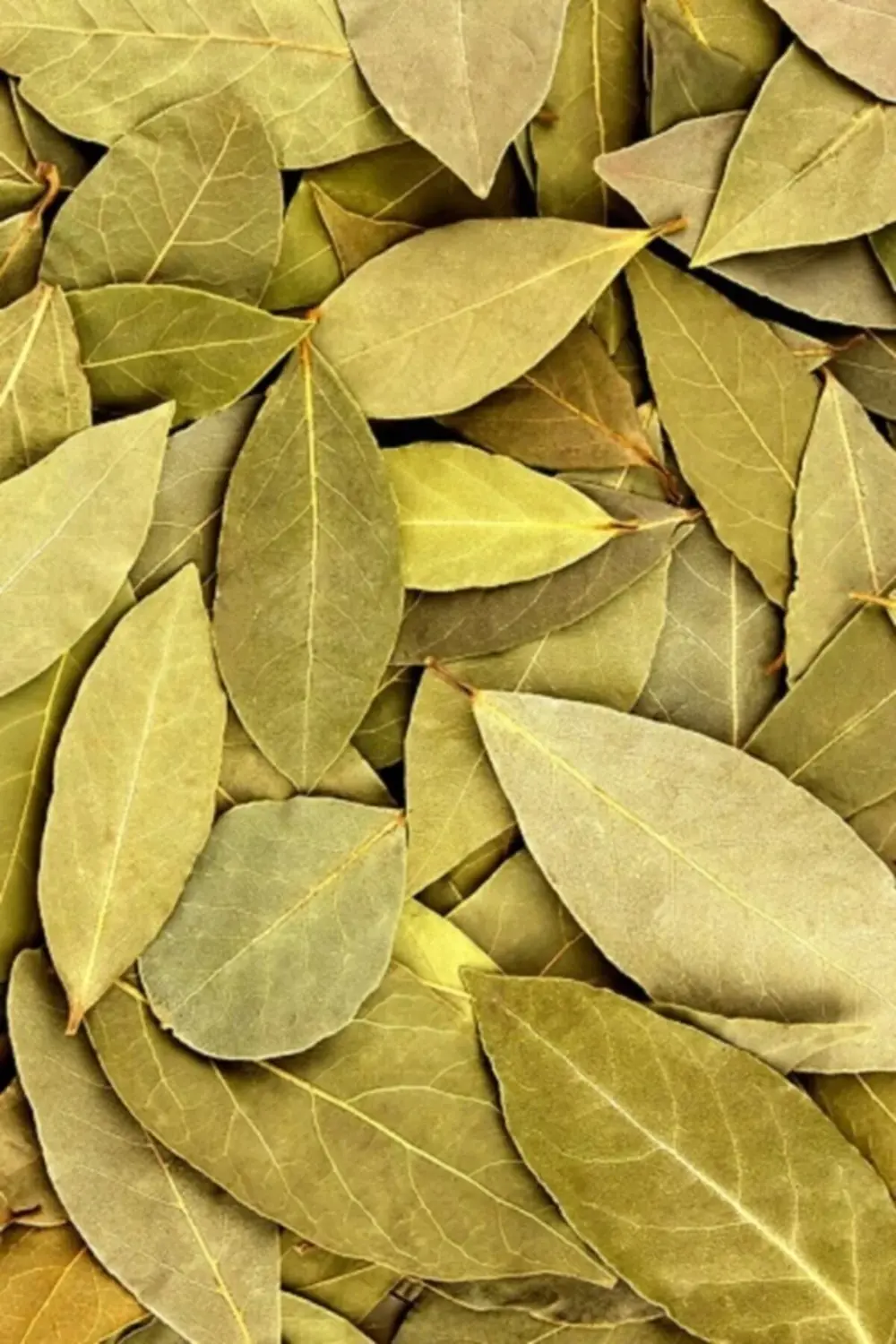 Defne Yaprağı 1. Kalite Lüks 100 Gr