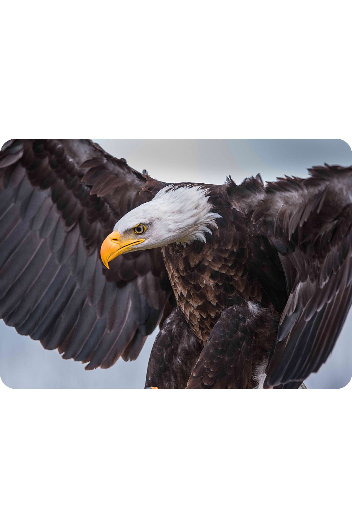 Artikel Dekoratif Baskılı Keçe Amerikan Servisi, Supla 2'Li Servis Takım 