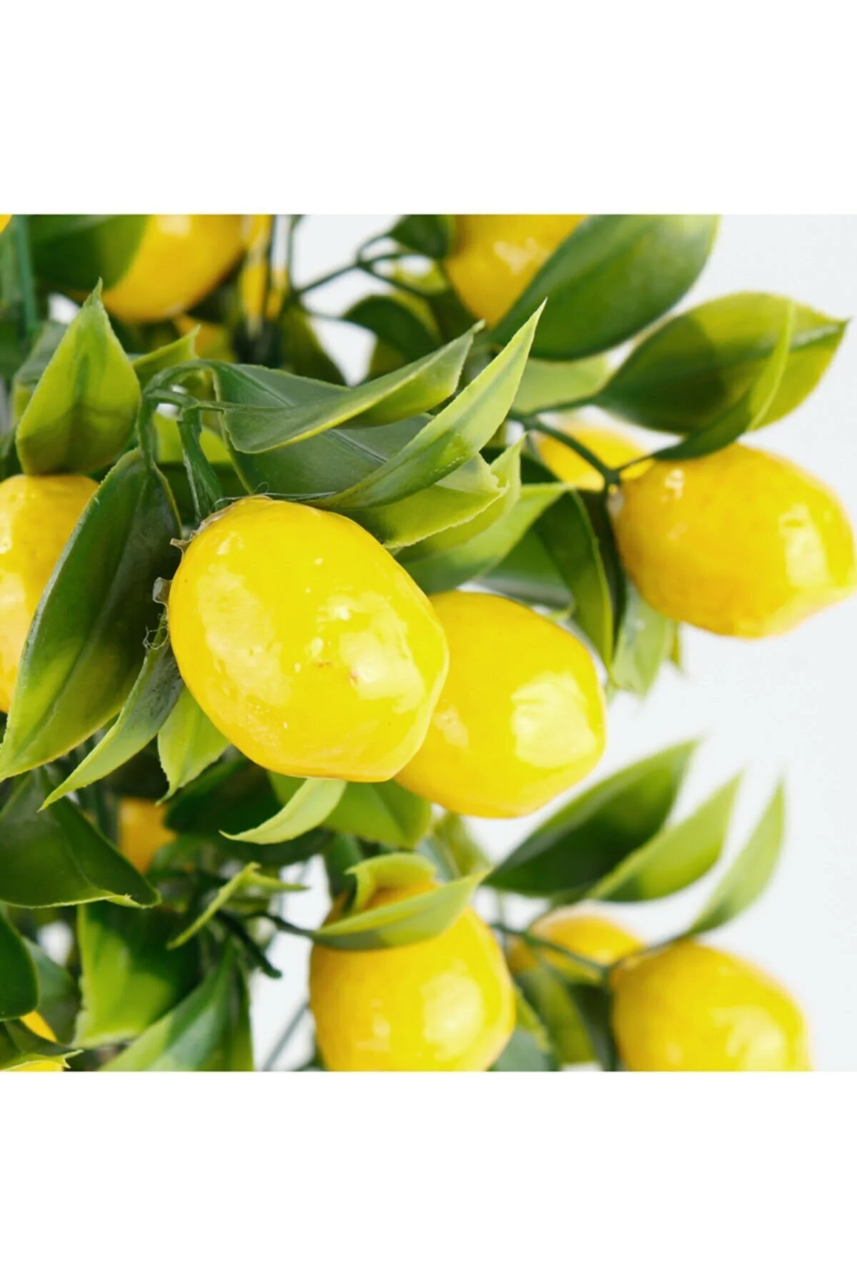 Dekoratif Beton Saksıda Büyük Boy Yapay Limon Ağacı