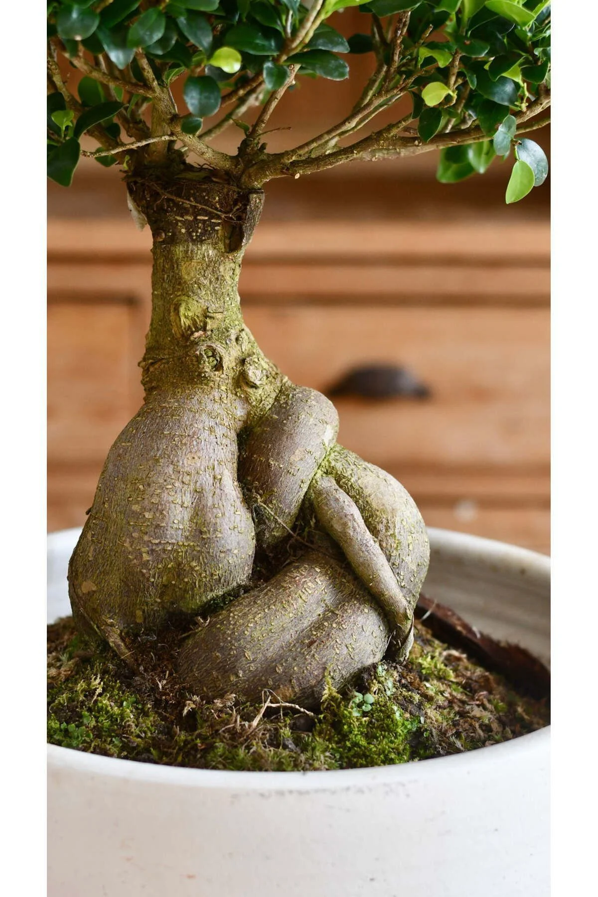 Dekoratif Saksıda Bonsai Ficus Gingseng 2500 gr Gövde 50 cm