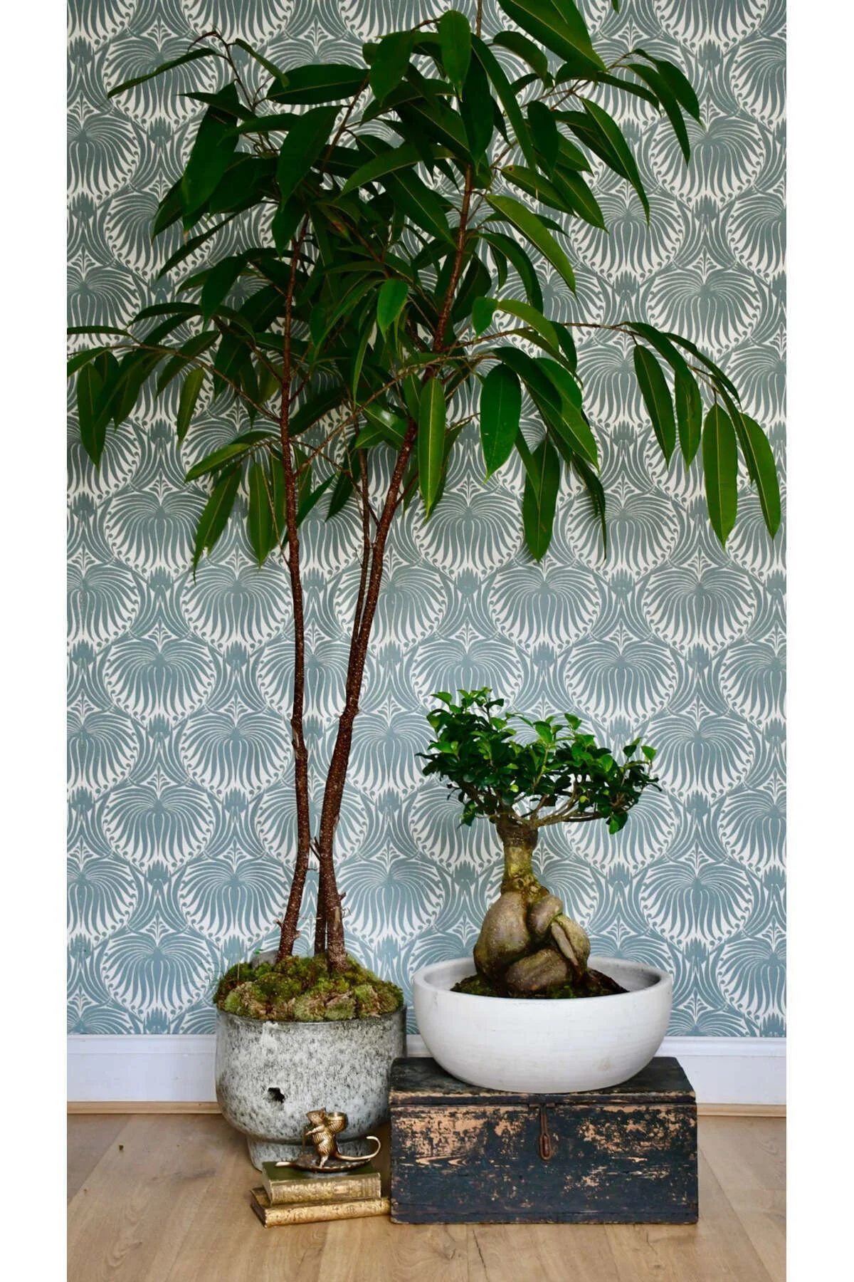 Dekoratif Saksıda Bonsai Ficus Gingseng 2500 gr Gövde 50 cm