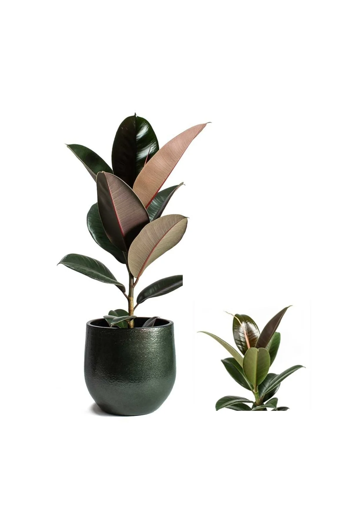 Dekoratif Saksıda Kauçuk Bitkisi Ficus Elastica