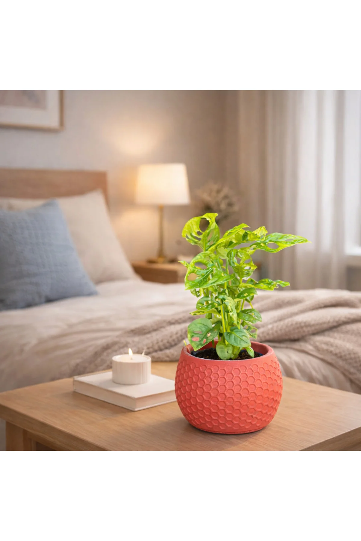 Dekoratif Taş Saksılı Monstera Adansonii (Melek Kanadı) – İç Meka