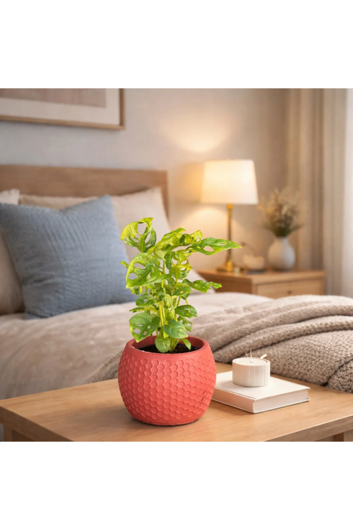 Dekoratif Taş Saksılı Monstera Adansonii (Melek Kanadı) – İç Meka