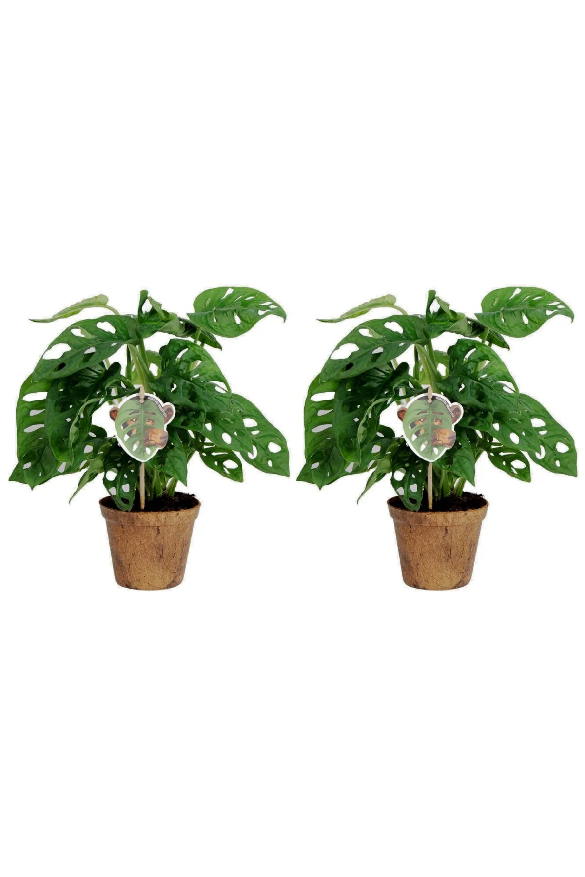 Delikli Devetabanı (MONSTERA ADANSONİİ MONKEY) Saksılı 2 Adet