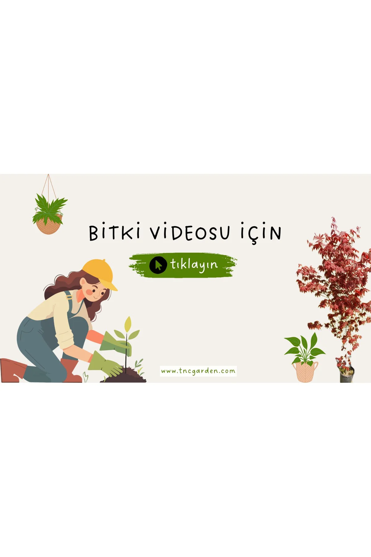 Delikli Devetabanı (MONSTERA ADANSONİİ MONKEY) Saksılı 2 Adet