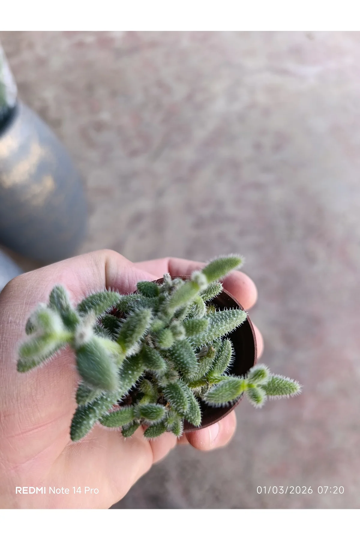 Delosperma Echinatum Tüylü Sukulent Turşu Otu