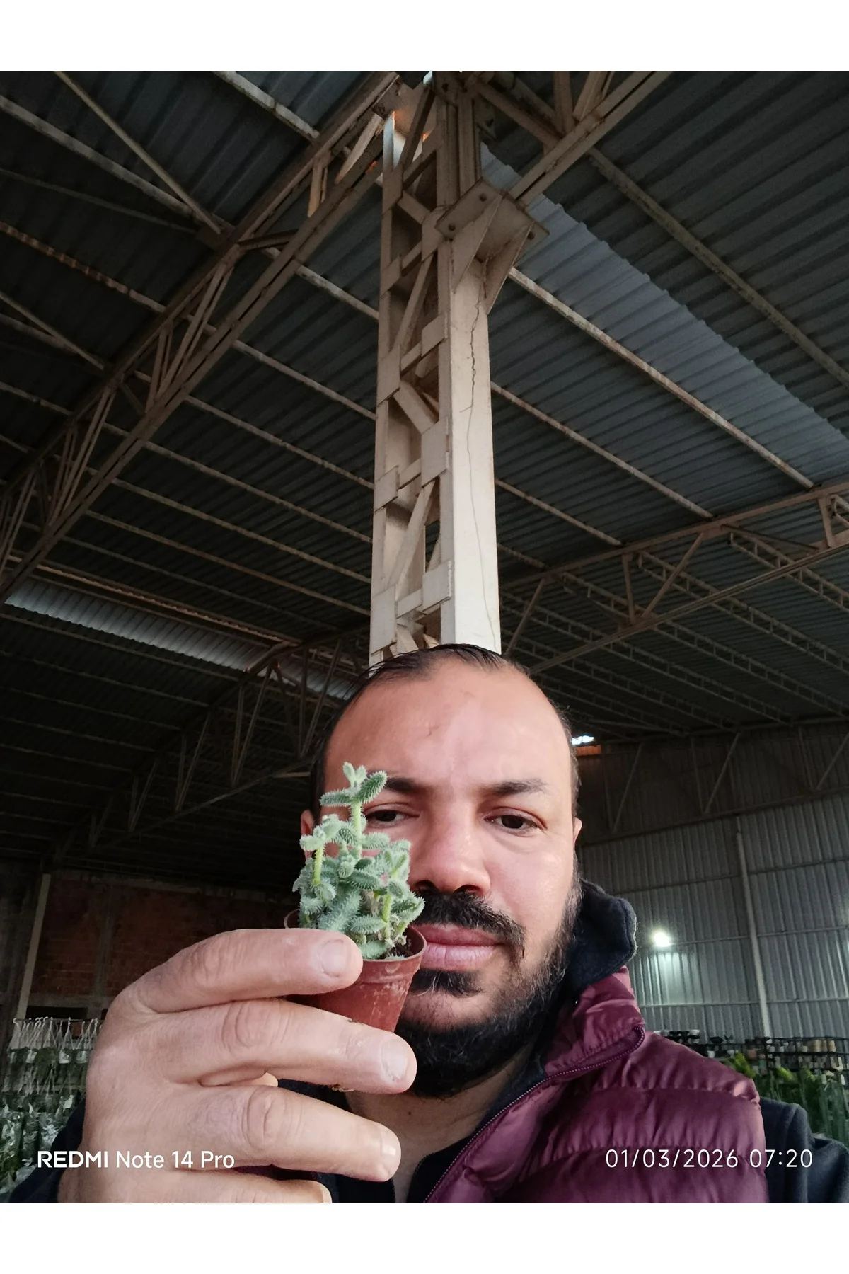 Delosperma Echinatum Tüylü Sukulent Turşu Otu