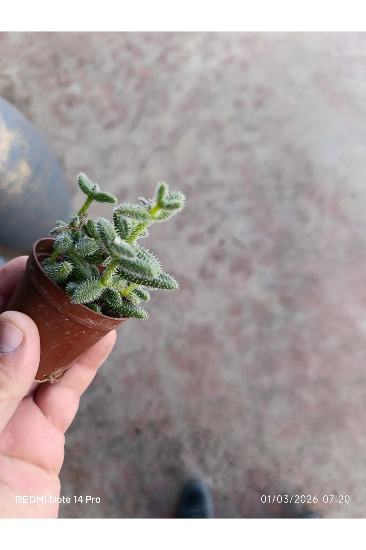 Delosperma Echinatum Tüylü Sukulent Turşu Otu