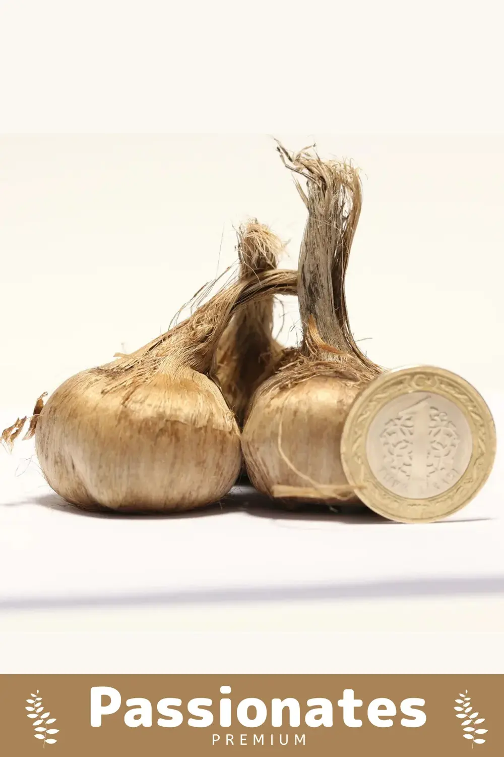 Deluxe Özel Dikime Hazır Yerli Üretim Büyük Boy 1. Kalite Safranb