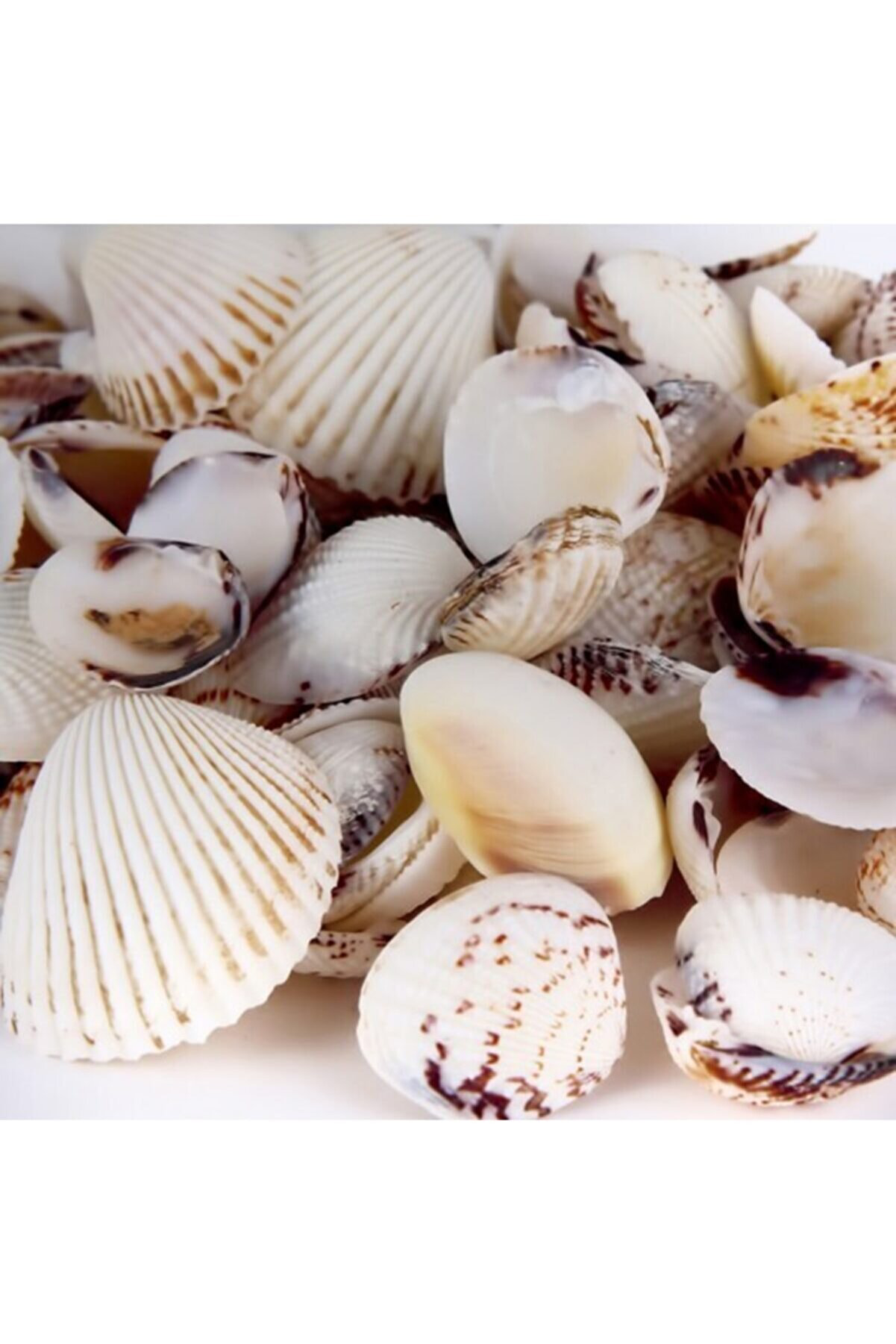 Just Cheap Store Deniz Kabuğu 200Gr Karişik Deniz Kabuklari Dekoratif Vazo Akvaryu