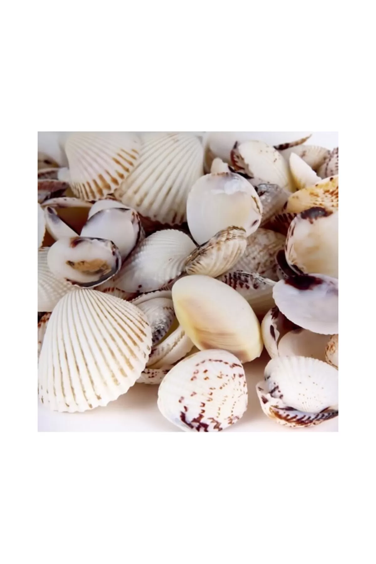 Just Cheap Store Deniz Kabuğu 200Gr Karişik Deniz Kabuklari Dekoratif Vazo Akvaryu