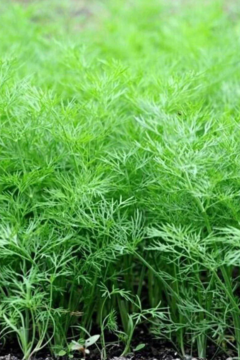 Dere Otu Tohumu 10 Gr - Taze Bahçe Tarlası İçin Kolay Yetiştirme Fiyatı, Yorumları ve Özellikleri