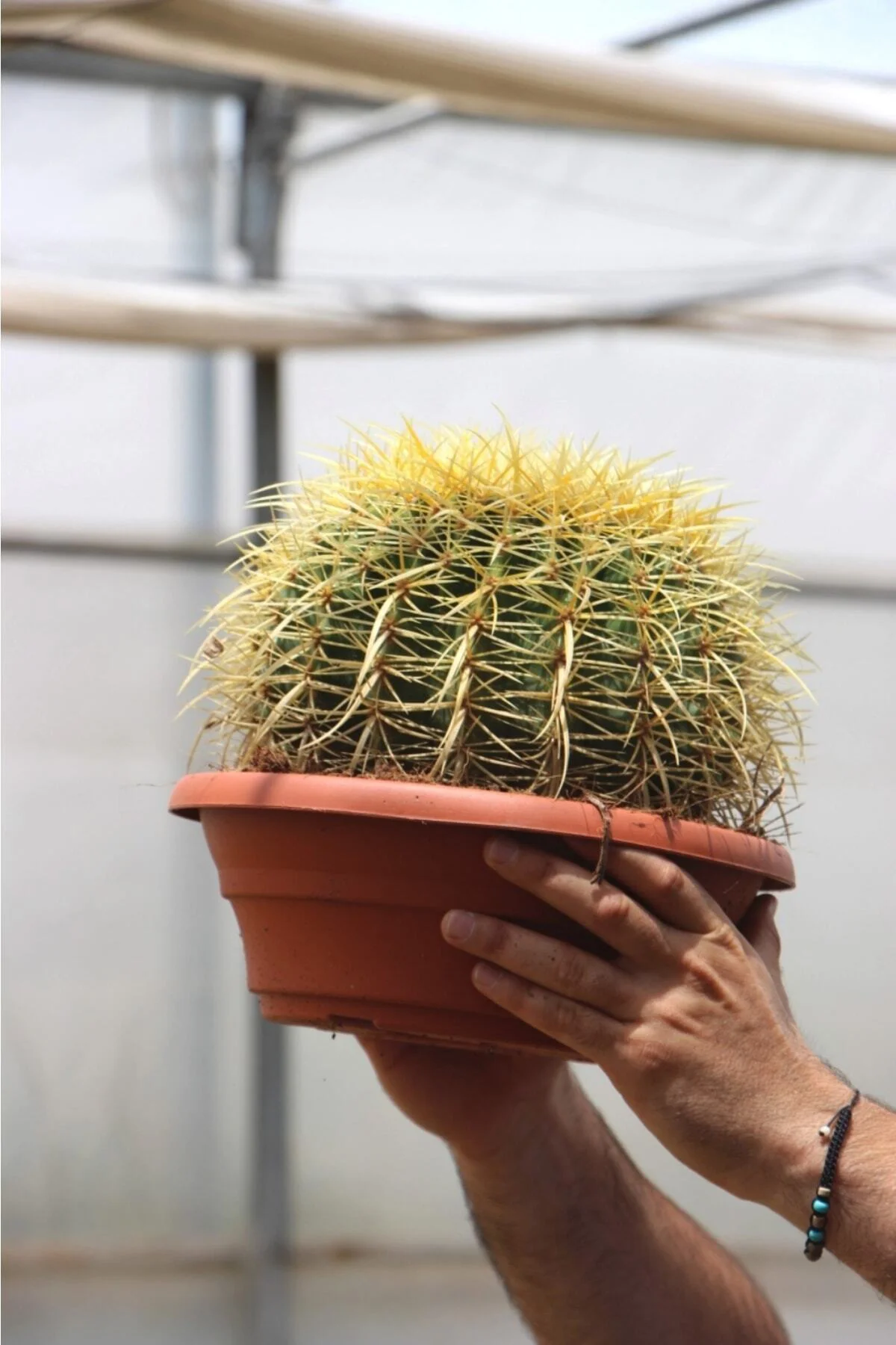 Dev Altın Fıçı Kaktüs 25-30 Cm Dev Altın Fıçı Kaktüs 25-30 Cm