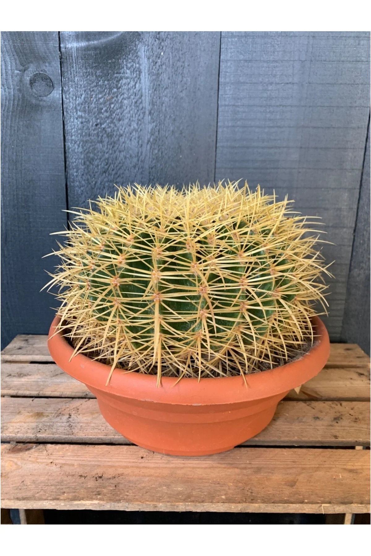 Dev Altın Fıçı Kaktüs 25-30 cm