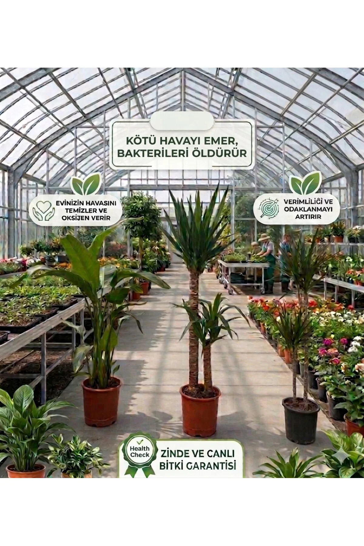 Dev Boy 3’lü Salon Bitkisi Seti (165cm Yucca + 160cm Starliçe + 1