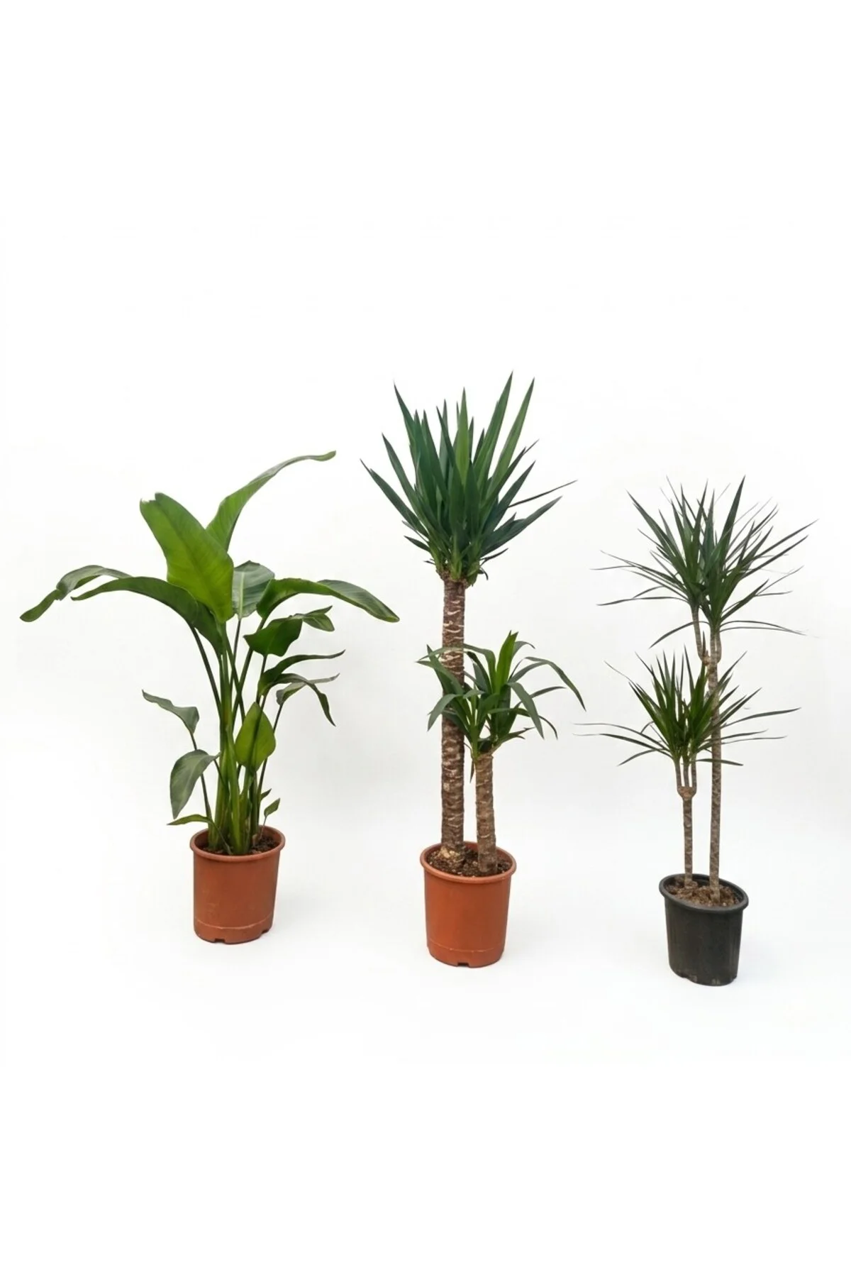 Dev Boy 3’lü Salon Bitkisi Seti (165cm Yucca + 160cm Starliçe + 1
